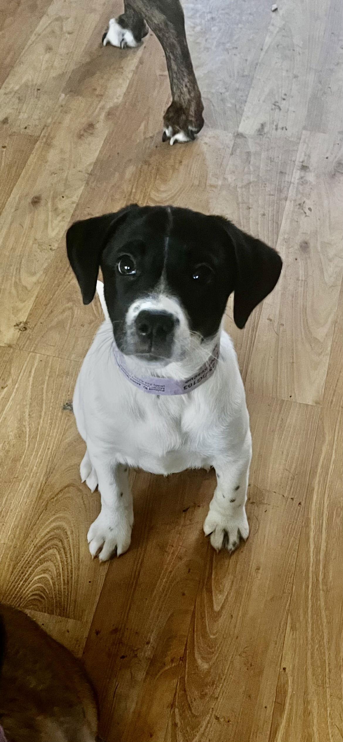 Enlarge Kali, a Adoptable mixed breed in Barnhart, MO image 2/2