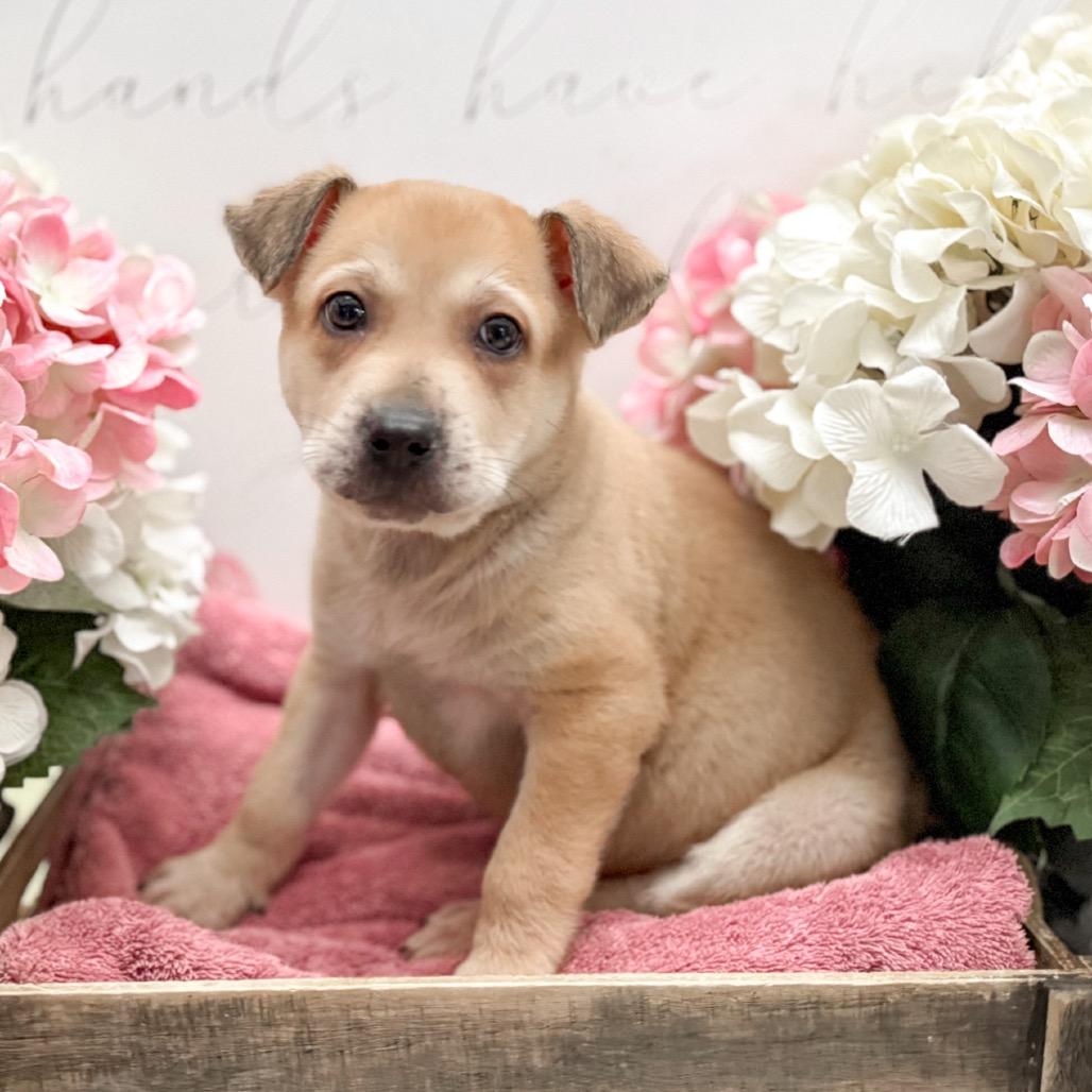 Enlarge Messy, a Adoptable mixed breed in Newberg, OR image 1/1