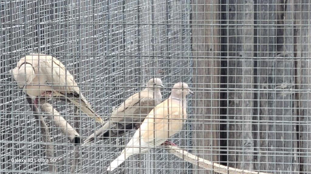Mackenzie, Adoptable, Adult Male Dove.