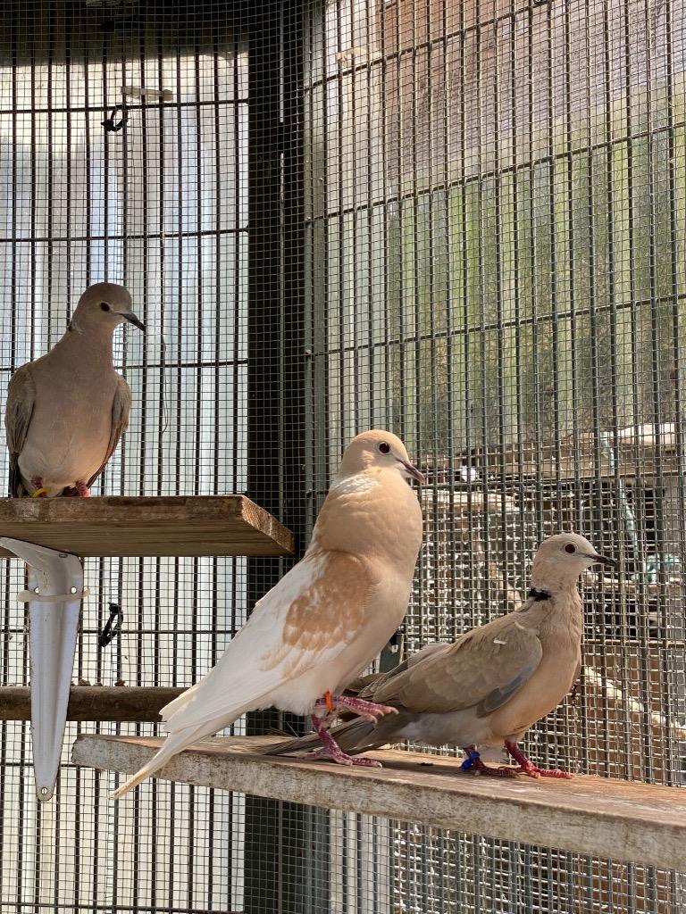 Enlarge Mackenzie, a Adoptable Dove in San Francisco, CA image 3/6