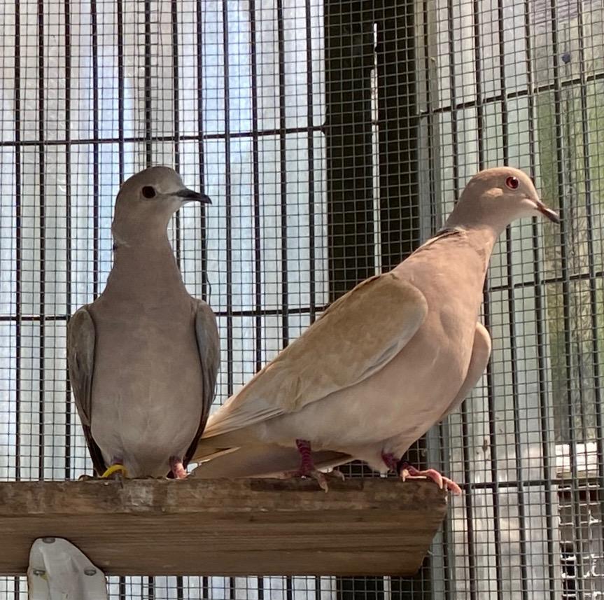 Enlarge Mackenzie, a Adoptable Dove in San Francisco, CA image 2/6