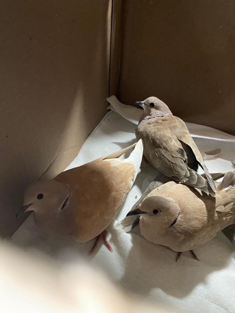 Enlarge Mackenzie, a Adoptable Dove in San Francisco, CA image 3/6