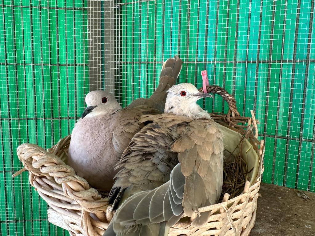 Enlarge Mackenzie, a Adoptable Dove in San Francisco, CA image 6/6