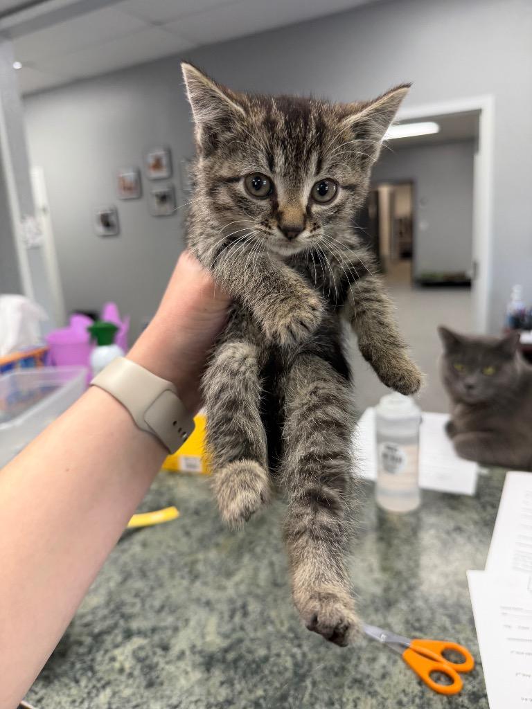 Skyline, Adoptable, Kitten Female Domestic Short Hair.