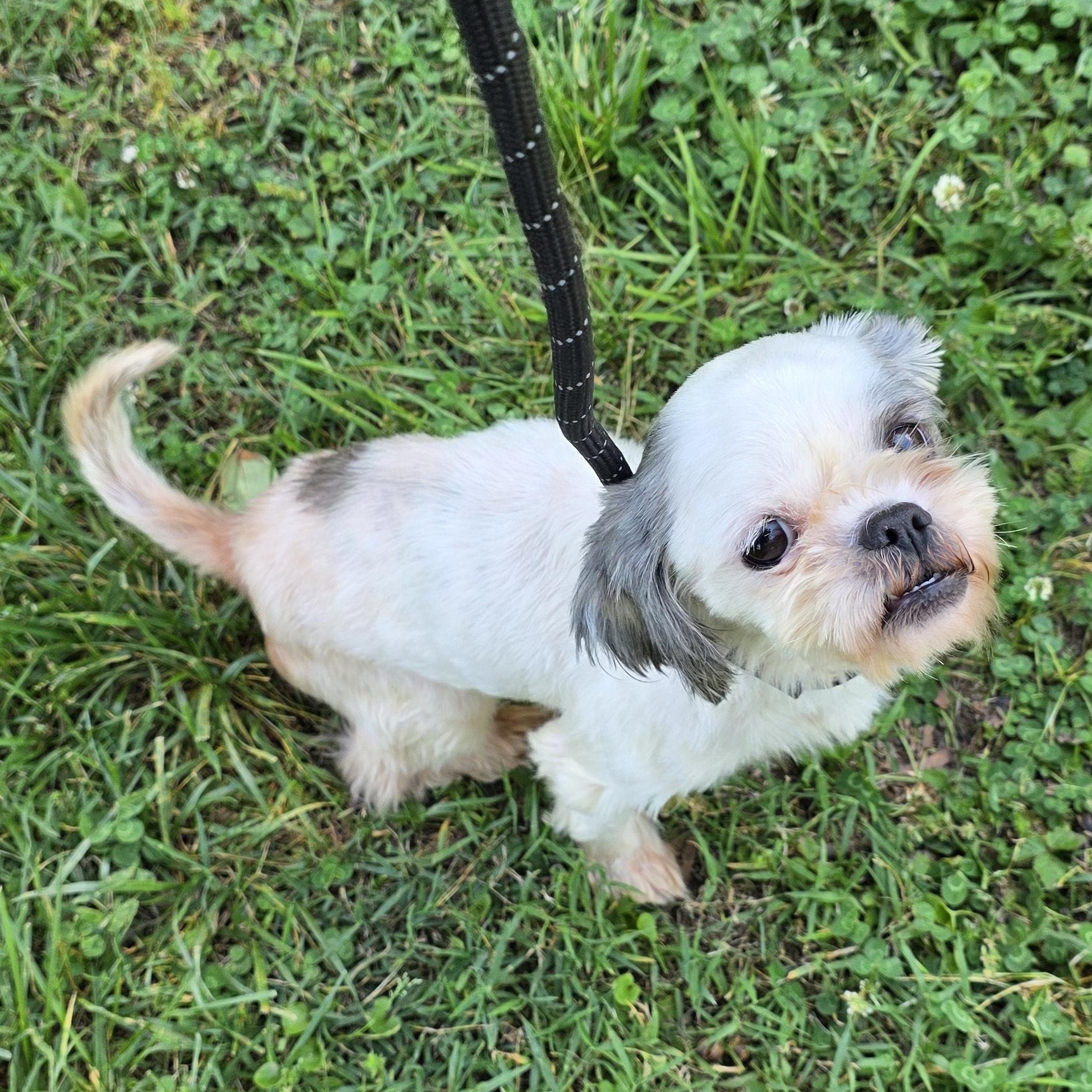 Poppy, adopted, Young Female Shih Tzu & Mixed Breed.