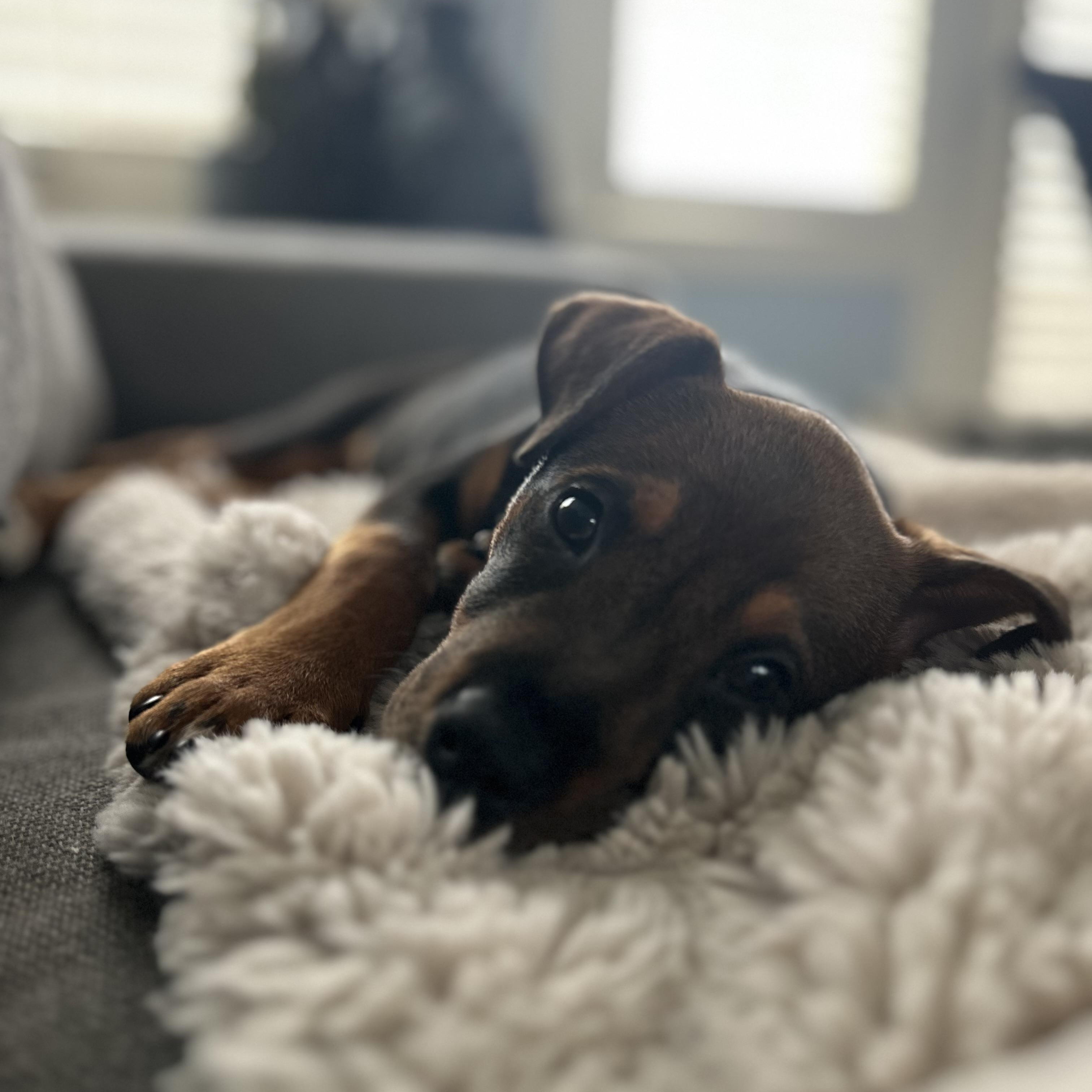 Ama, Adoptable, Puppy Female Shepherd & Black Mouth Cur.