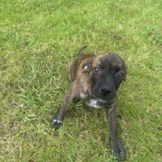 Enlarge *Courtesy Listing - Daisy, a Adoptable Mixed Breed in Tuscaloosa, AL image 1/4