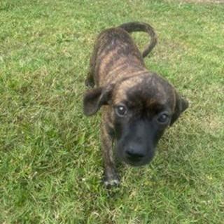 Enlarge *Courtesy Listing - Daisy, a Adoptable Mixed Breed in Tuscaloosa, AL image 2/4