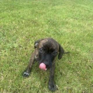 Enlarge *Courtesy Listing - Daisy, a Adoptable Mixed Breed in Tuscaloosa, AL image 3/4