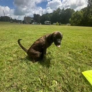 Enlarge *Courtesy Listing - Daisy, a Adoptable Mixed Breed in Tuscaloosa, AL image 4/4