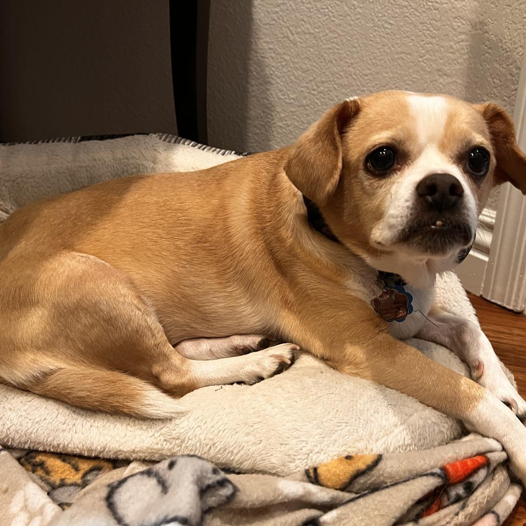 Nate, Adoptable, Senior Male Pug & Beagle.