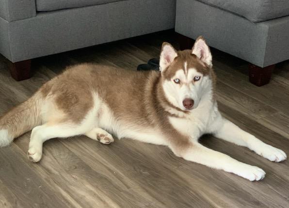 Enlarge Sebastián, a Adoptable Husky in Clover, SC image 3/4