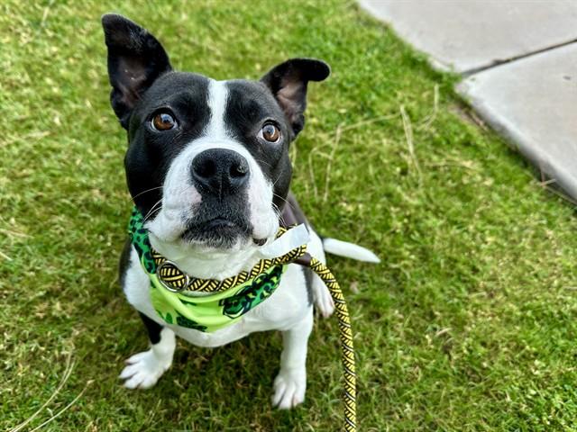 SHANIA TWAIN, Adoptable, Adult Female Pit Bull Terrier & Mixed Breed.