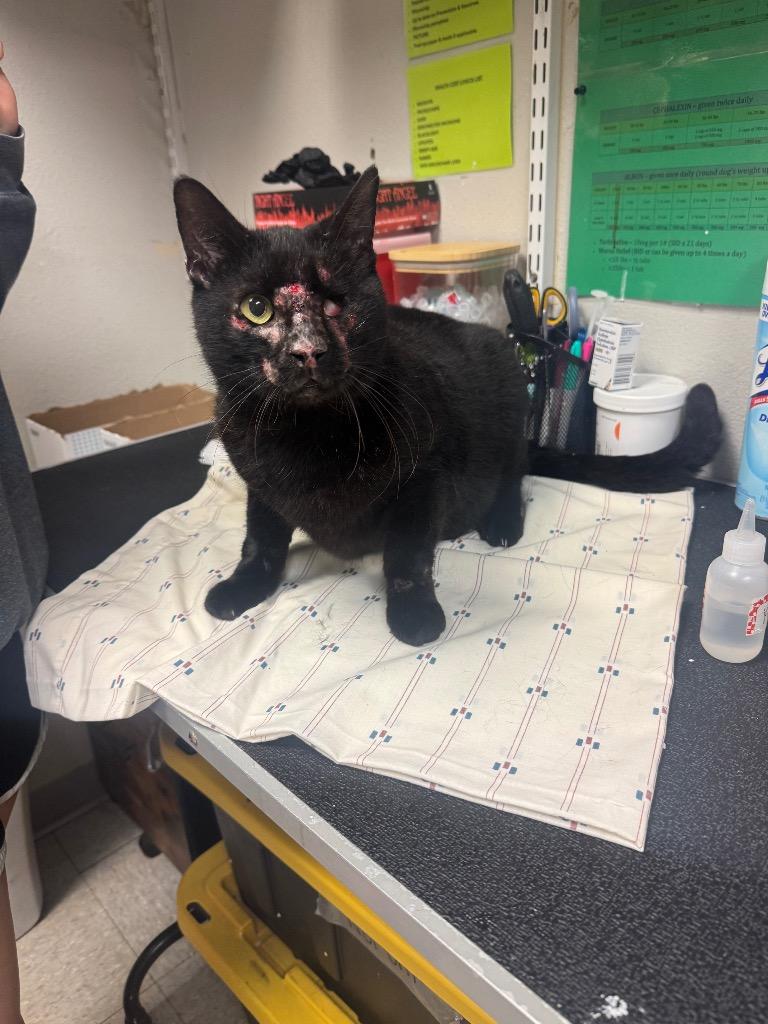 Enlarge Grisham, a Adoptable Domestic Short Hair in Sorrento, LA image 1/1