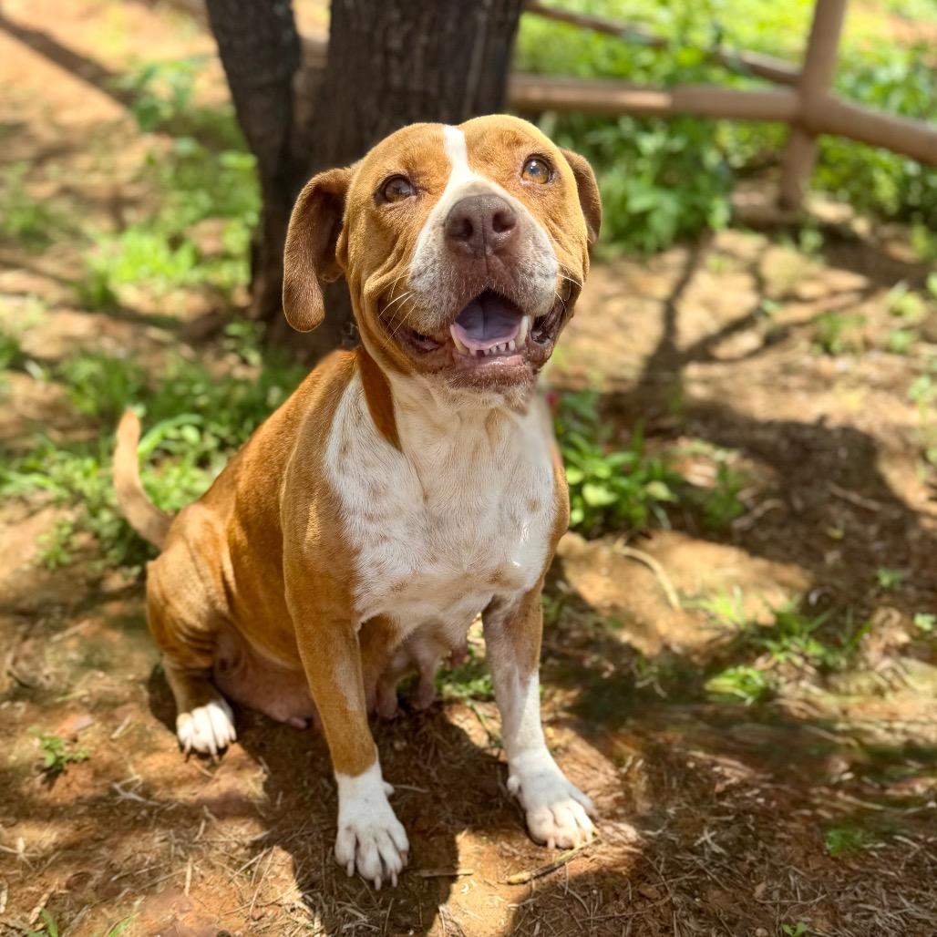 Mabel, Adoptable, Adult Female Pit Bull Terrier & Mixed Breed.