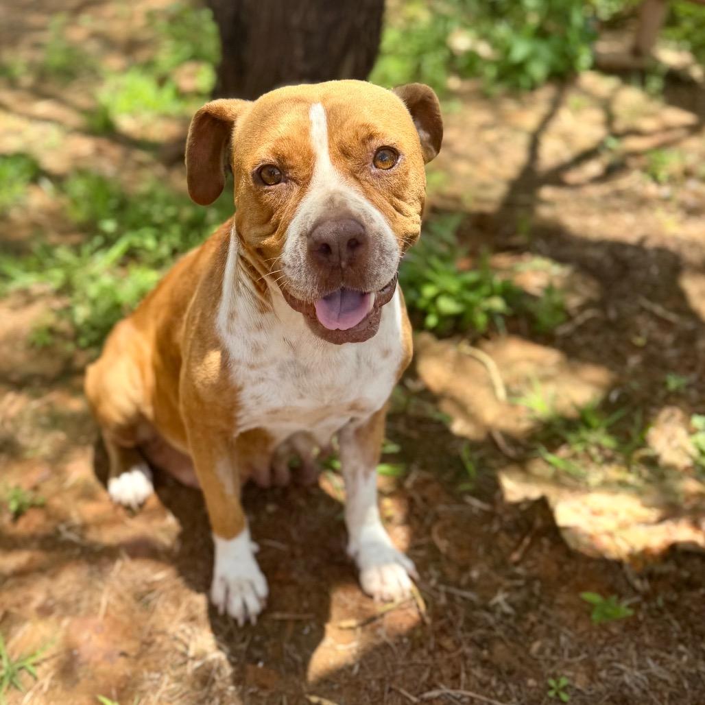 Mabel, a Adoptable mixed breed in Pearsall, TX image 2/4