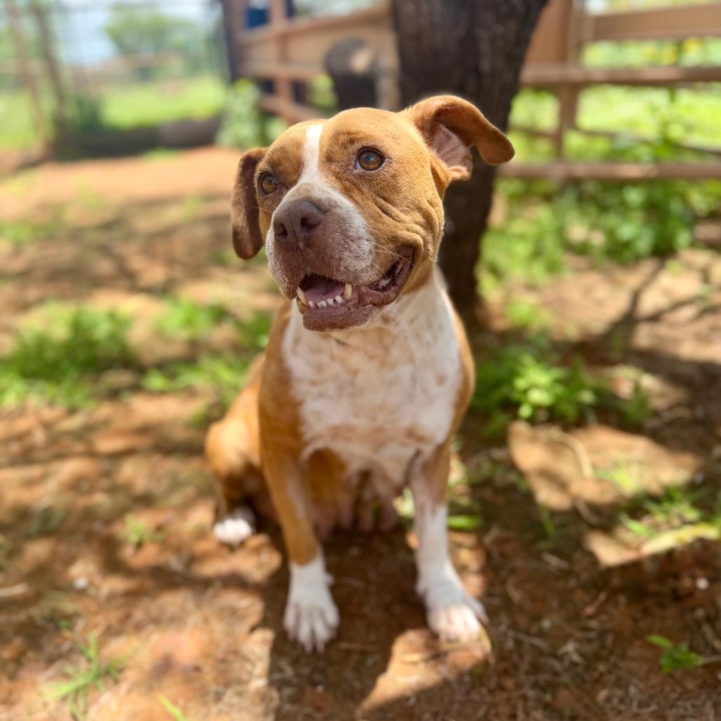 Mabel, a Adoptable mixed breed in Pearsall, TX image 3/4