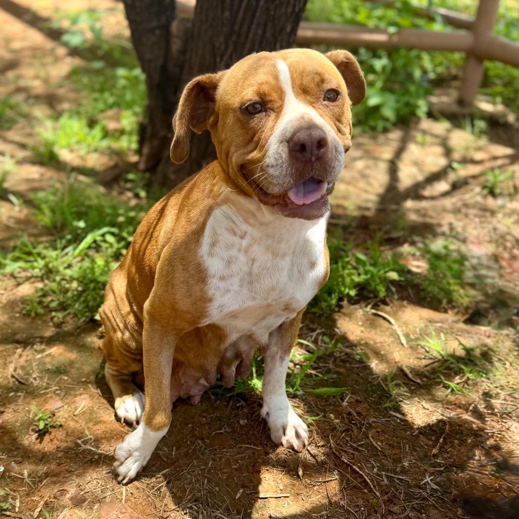 Mabel, a Adoptable mixed breed in Pearsall, TX image 4/4