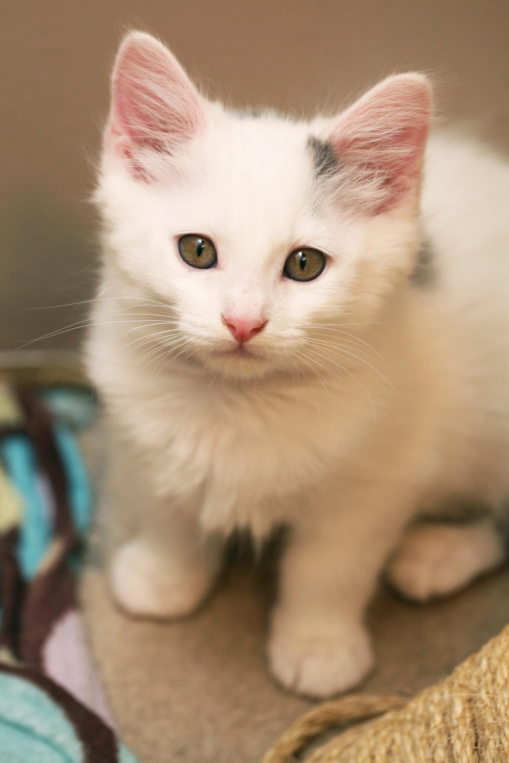 Tony, an adopted Domestic Short Hair in Calgary, AB image 2/2