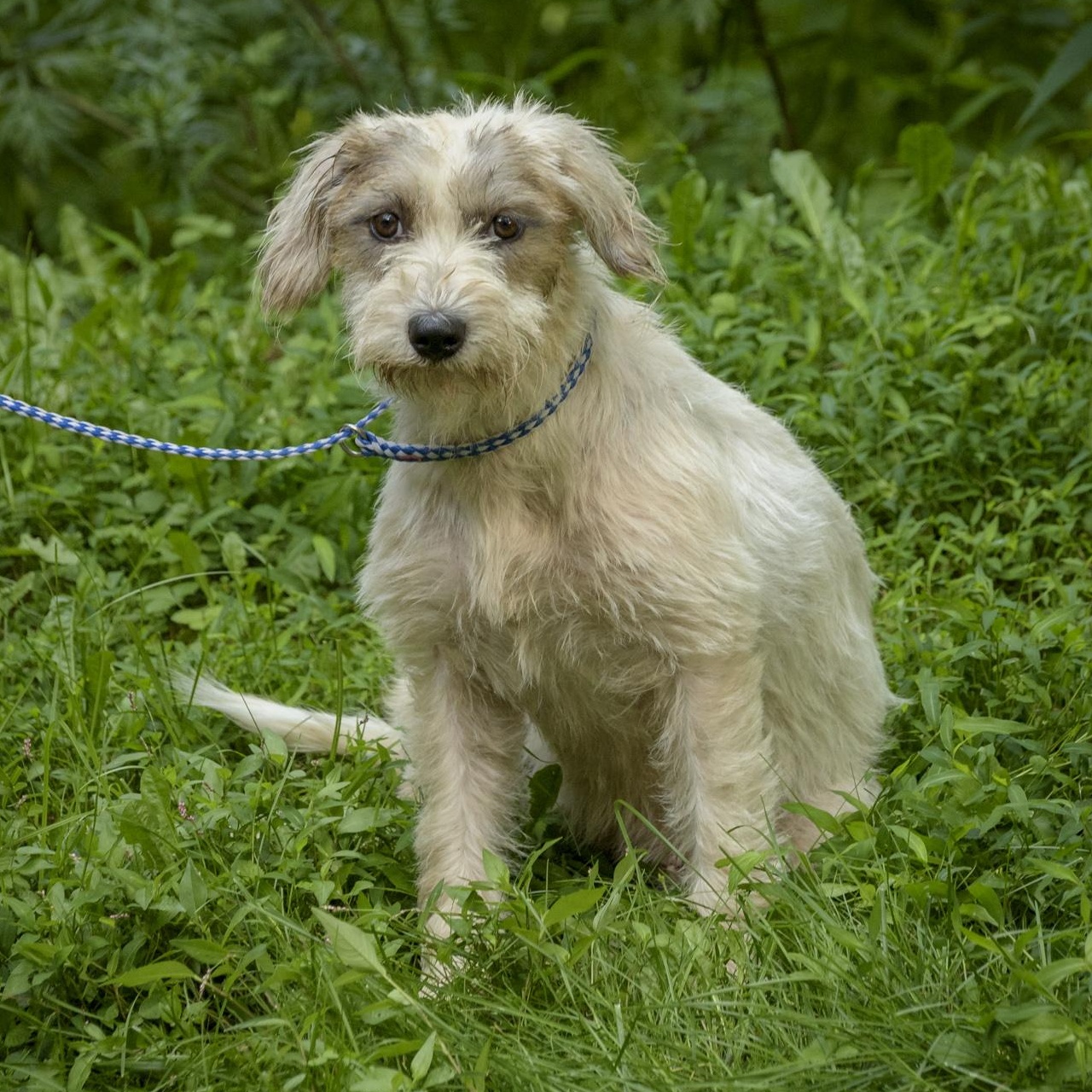 Enlarge Sophie Grace, a Adoptable mixed breed in Lambertville, NJ image 2/3