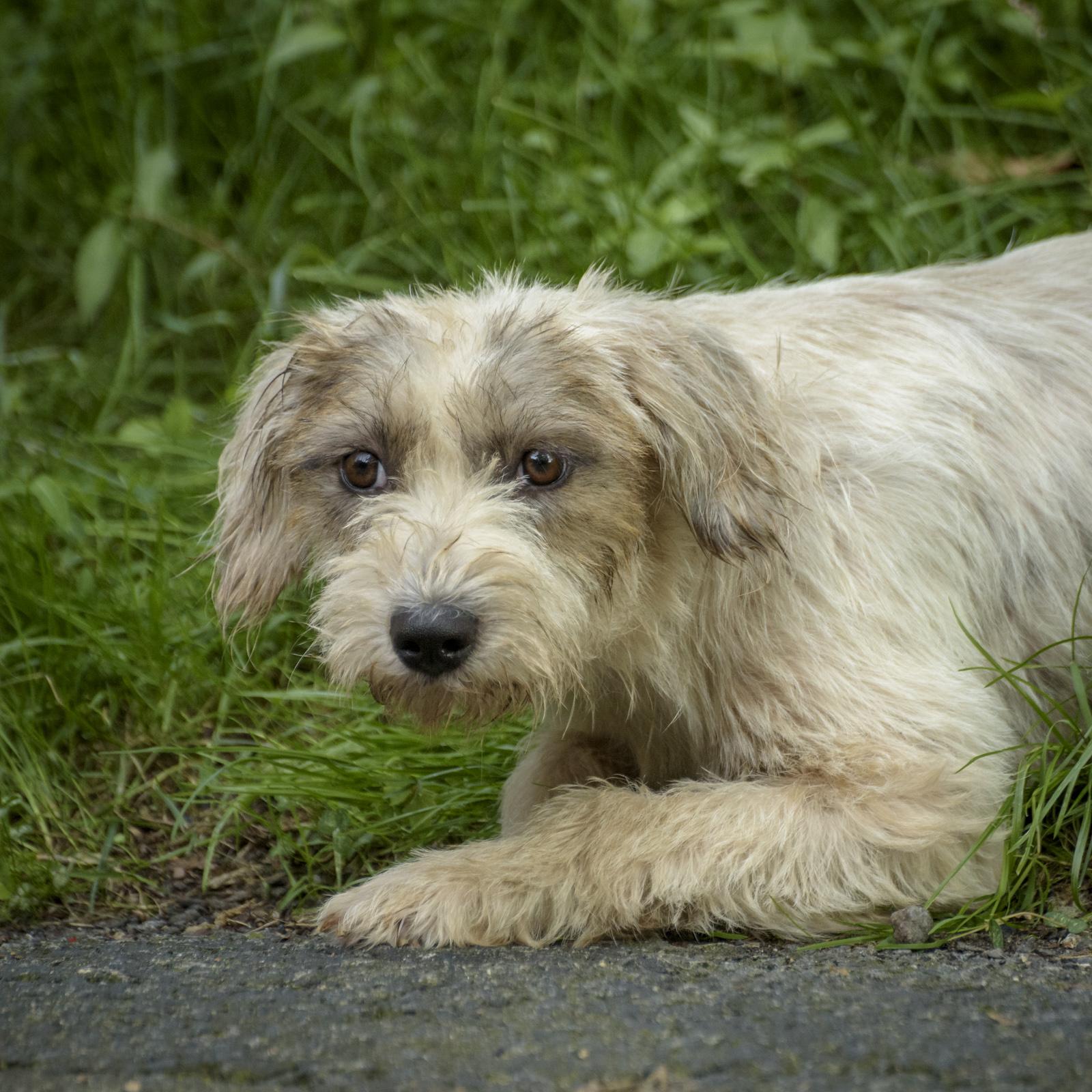Enlarge Sophie Grace, a Adoptable mixed breed in Lambertville, NJ image 3/3
