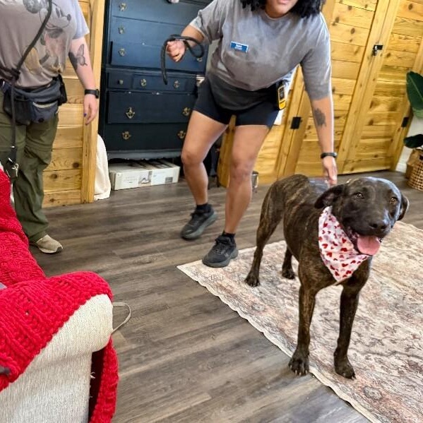 Odie Soft Hearted Gentle Giant — thumbnail 3