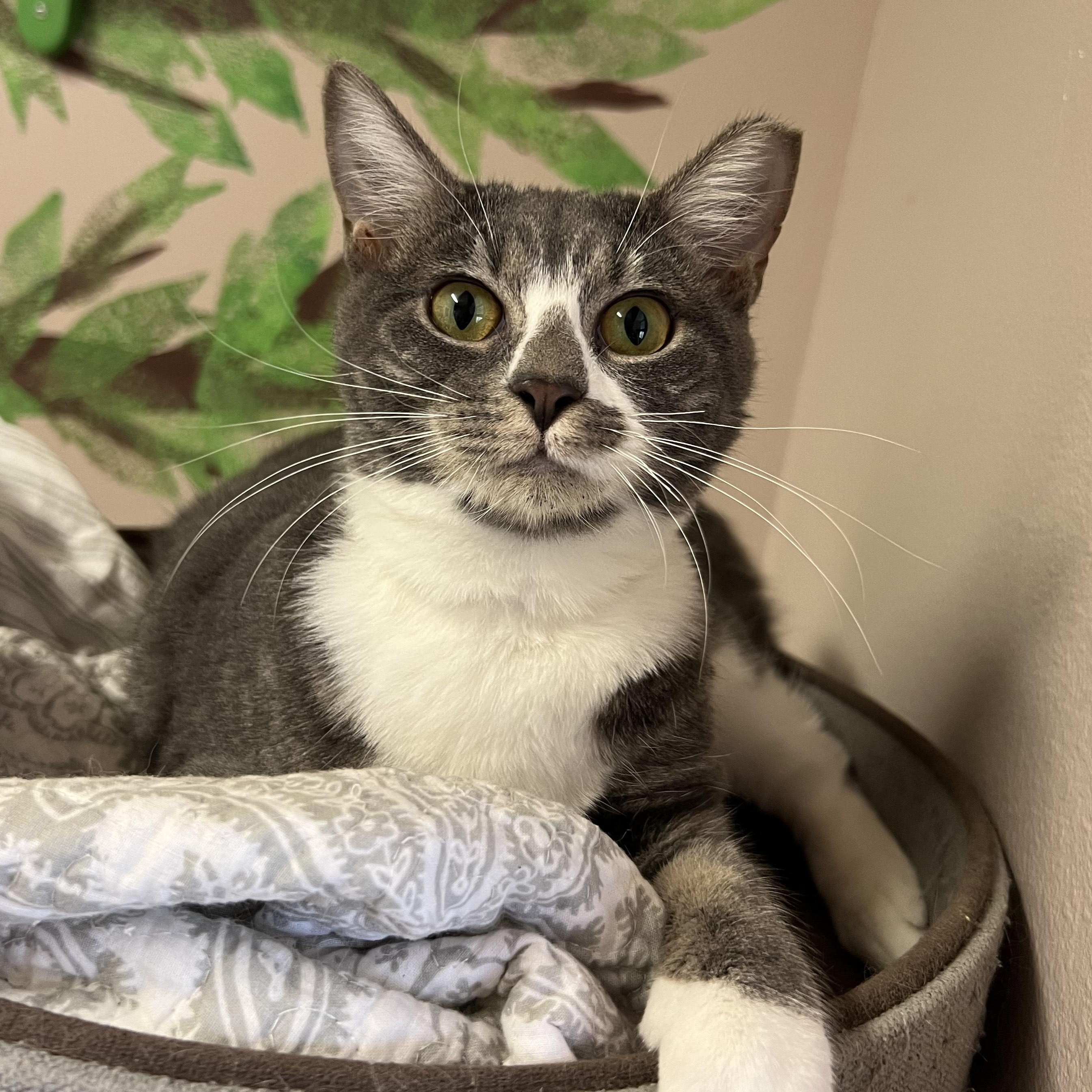 Enlarge Socks, a ADOPTABLE Domestic Short Hair in Aransas Pass, TX image 1/4