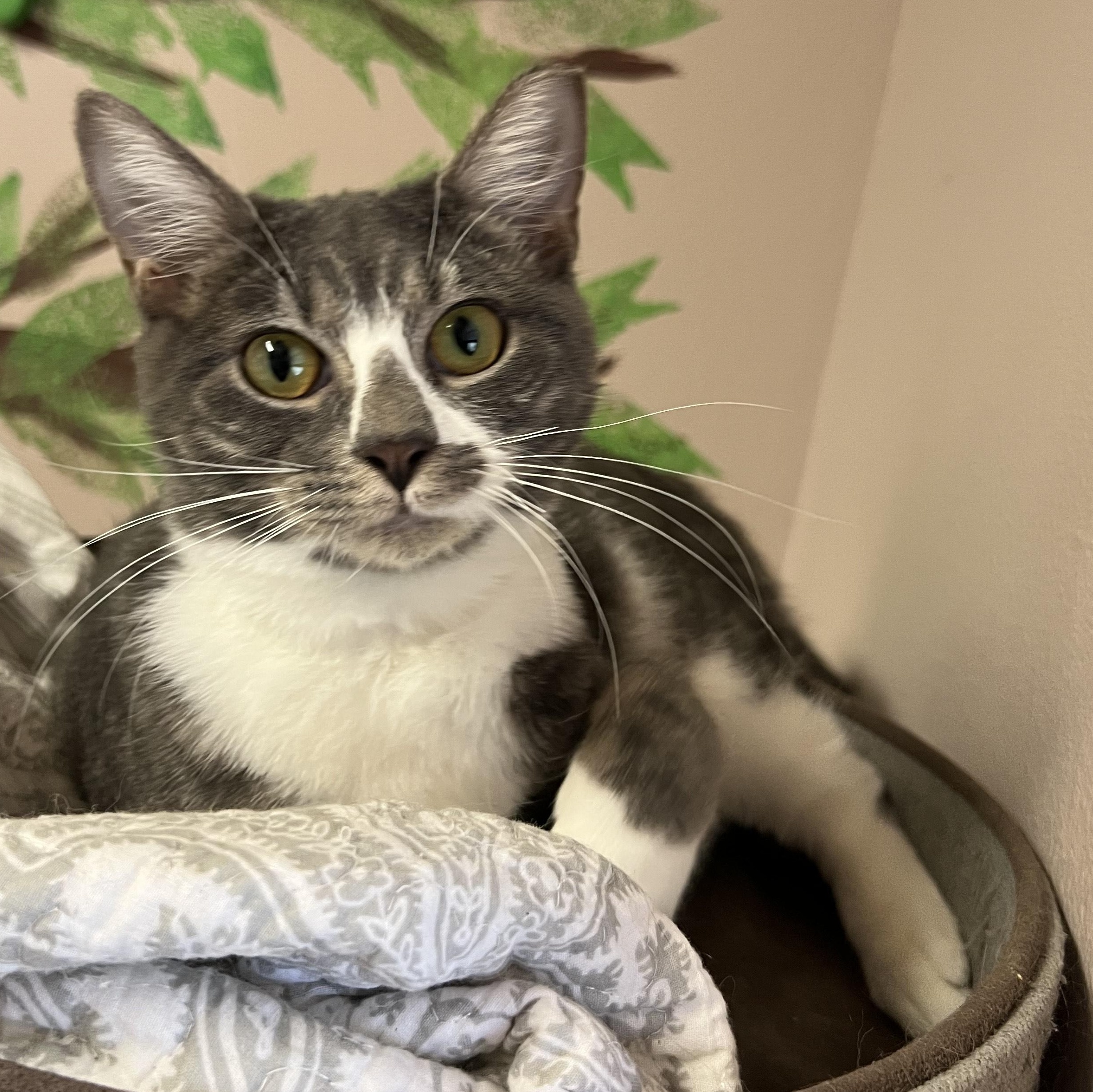 Enlarge Socks, a ADOPTABLE Domestic Short Hair in Aransas Pass, TX image 3/4