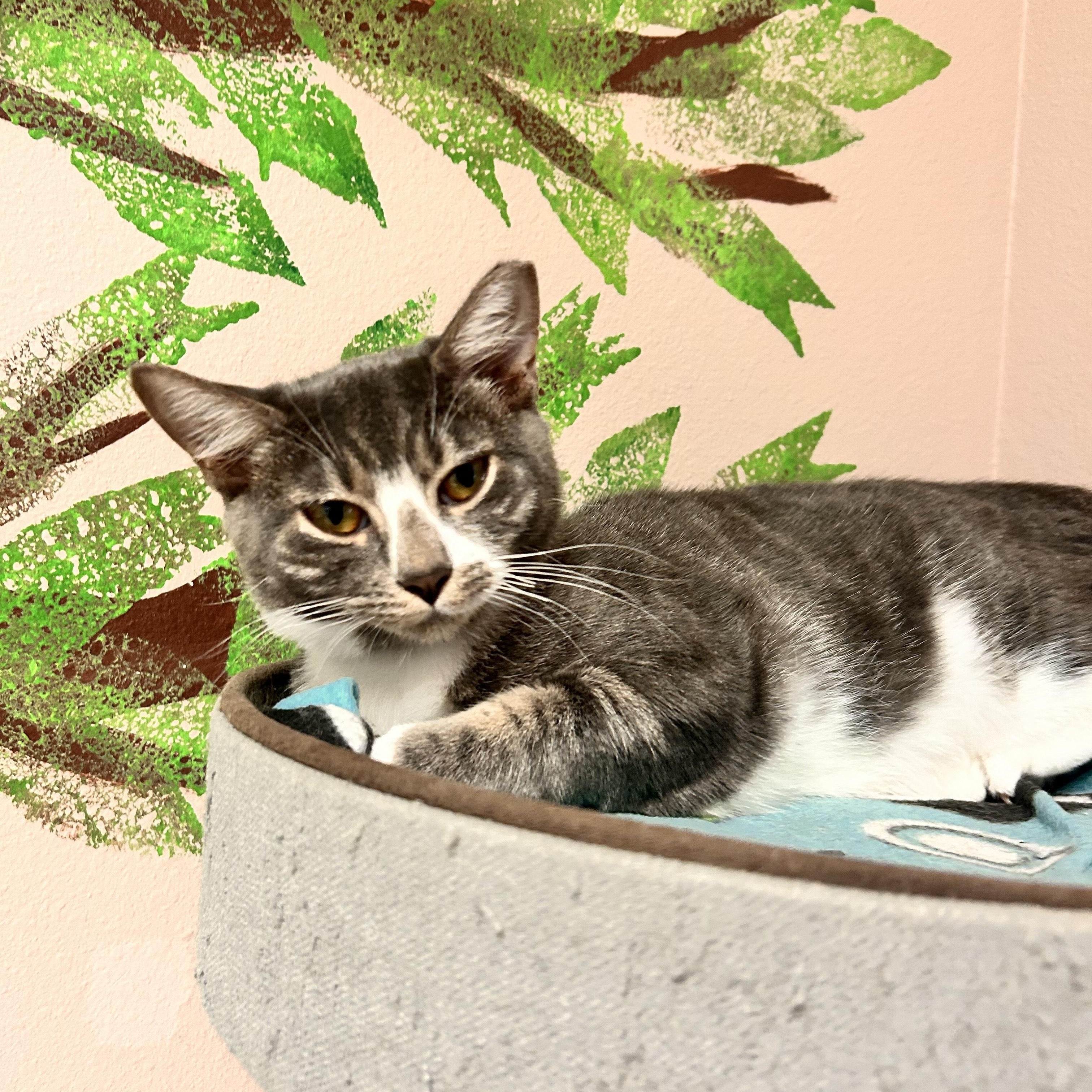 Socks, ADOPTABLE, Young Female Domestic Short Hair.