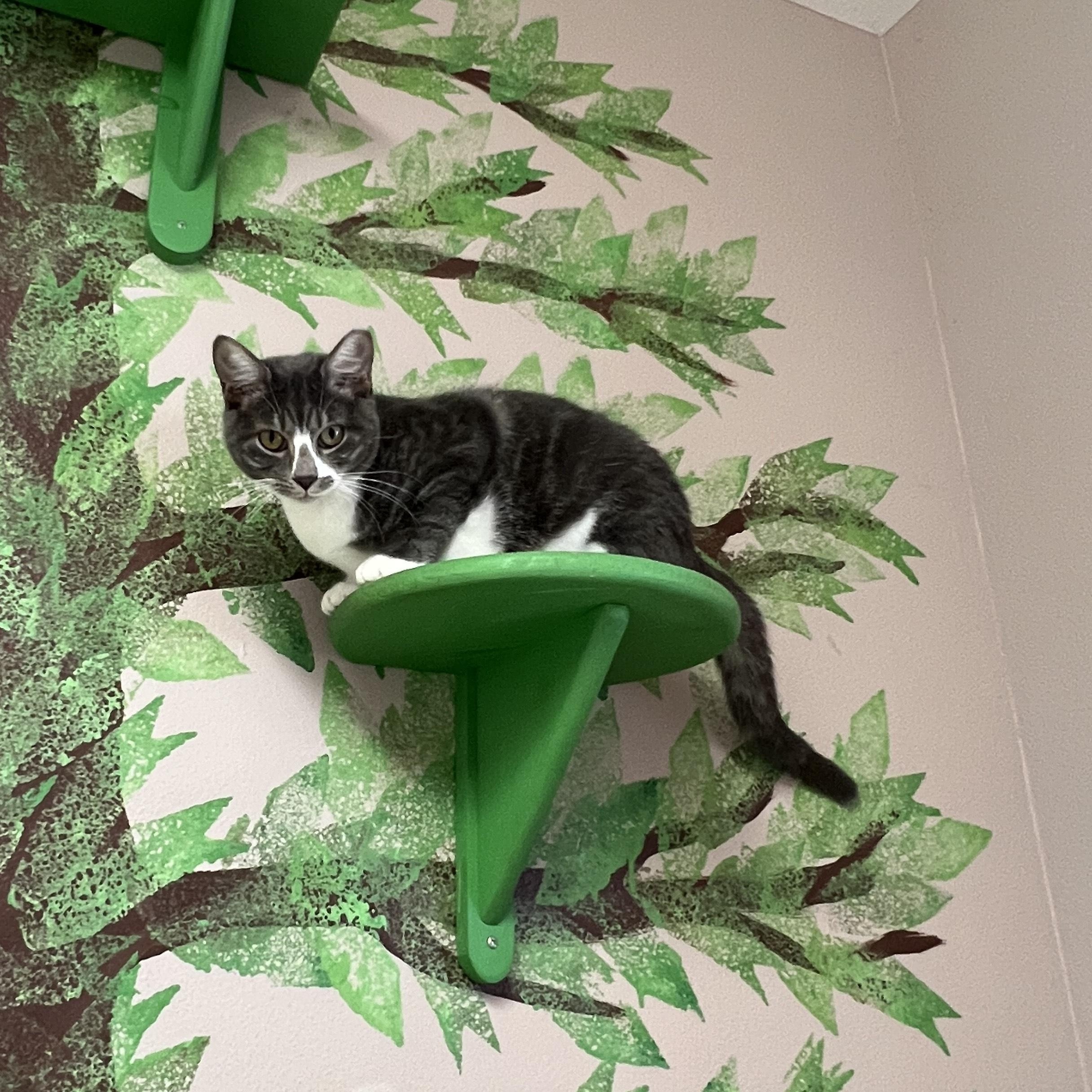 Enlarge Socks, a ADOPTABLE Domestic Short Hair in Aransas Pass, TX image 2/4