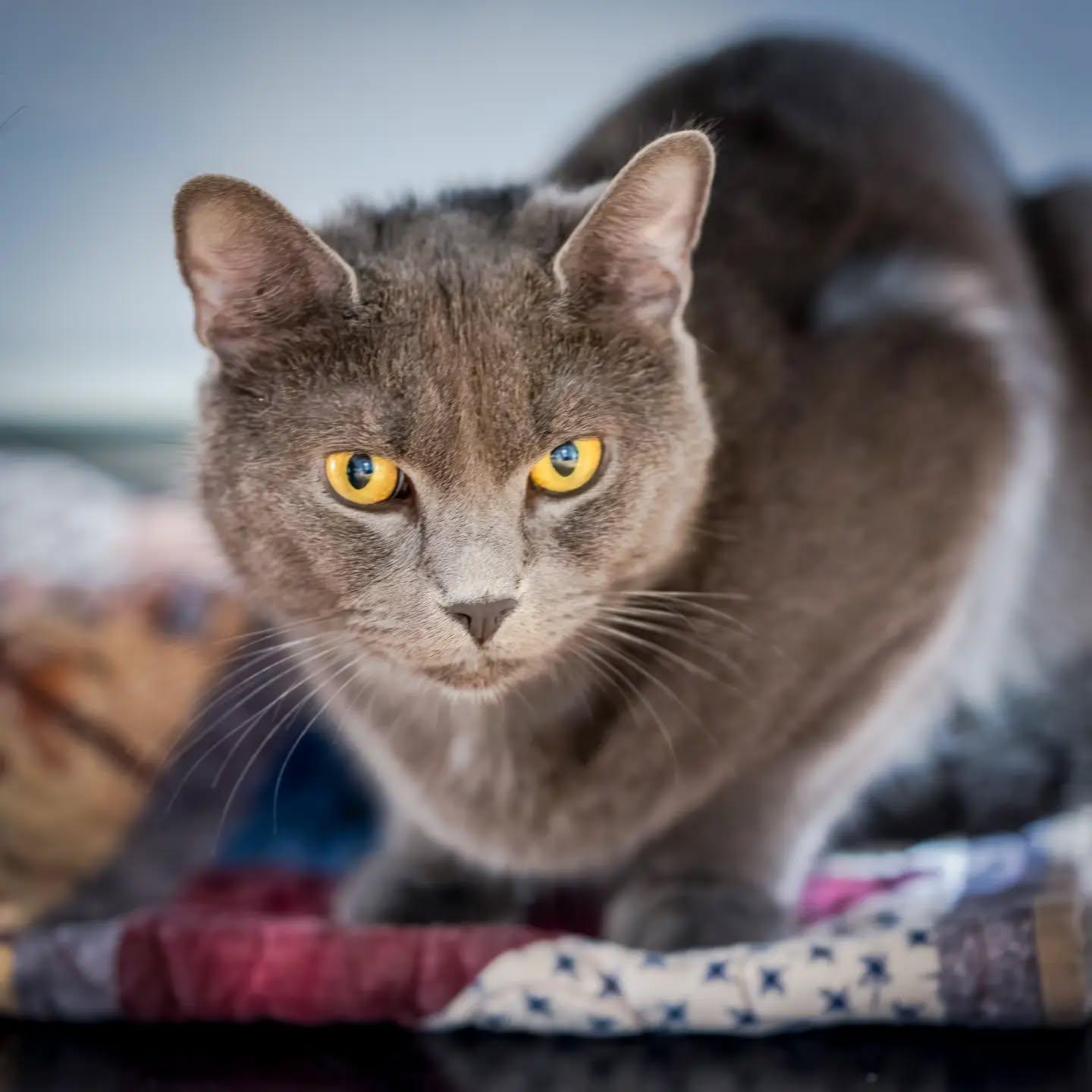 Sterling (shy. good with other cats), Adoptable, Adult Male Russian Blue & Domestic Short Hair.