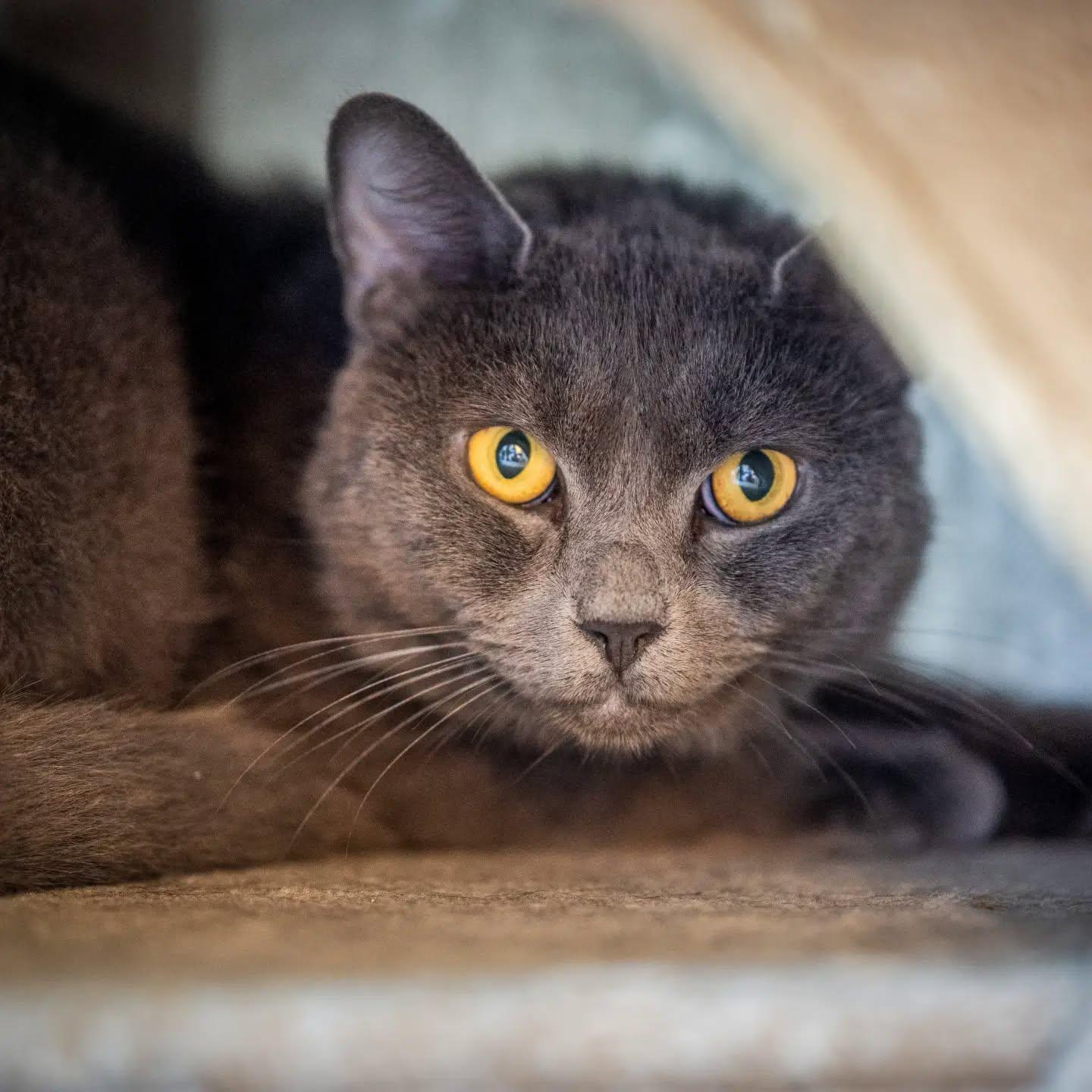 Enlarge Sterling (shy. good with other cats), a Adoptable mixed breed in HANSON, MA image 2/3