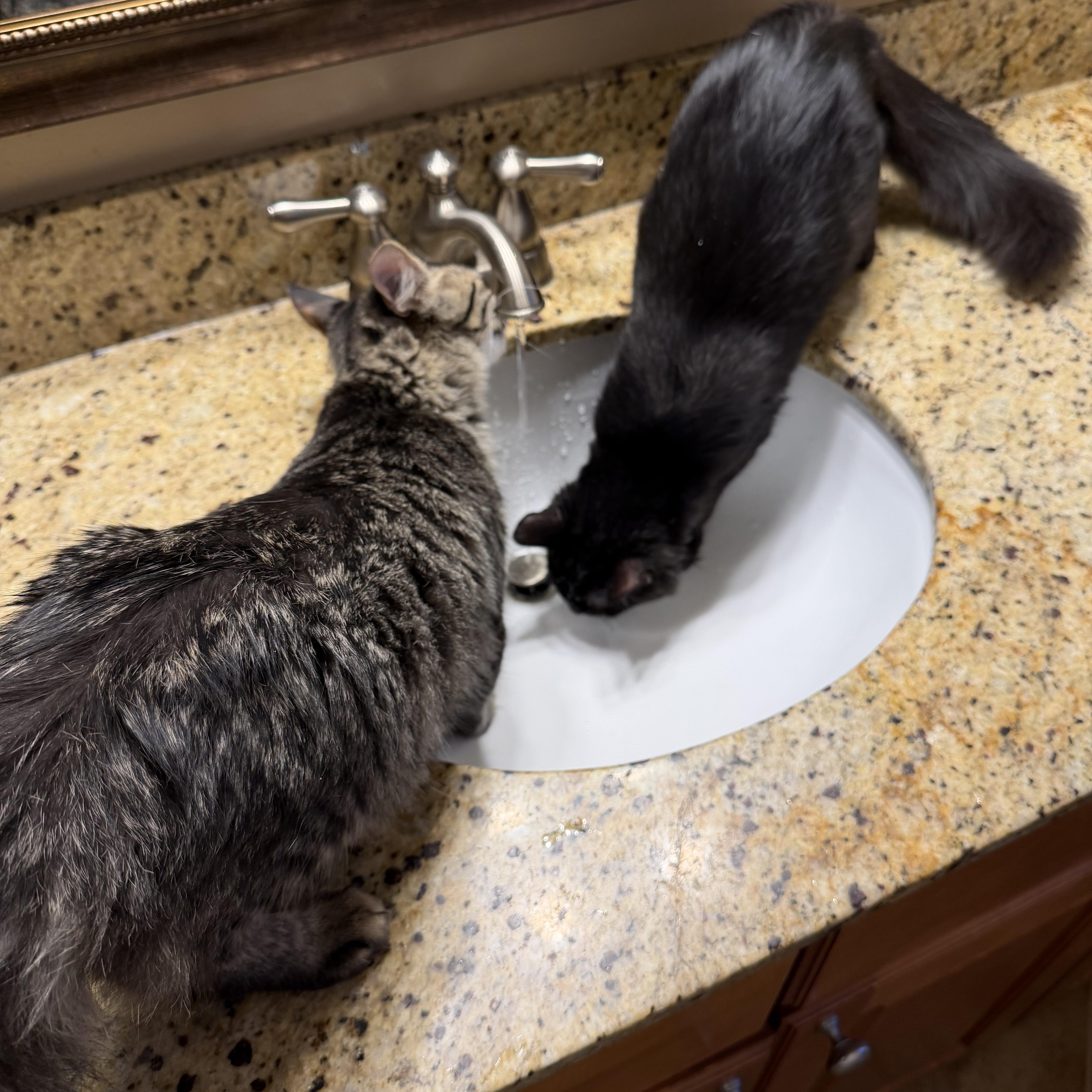 Rosie, a ADOPTABLE Domestic Medium Hair in Duluth, GA image 2/3