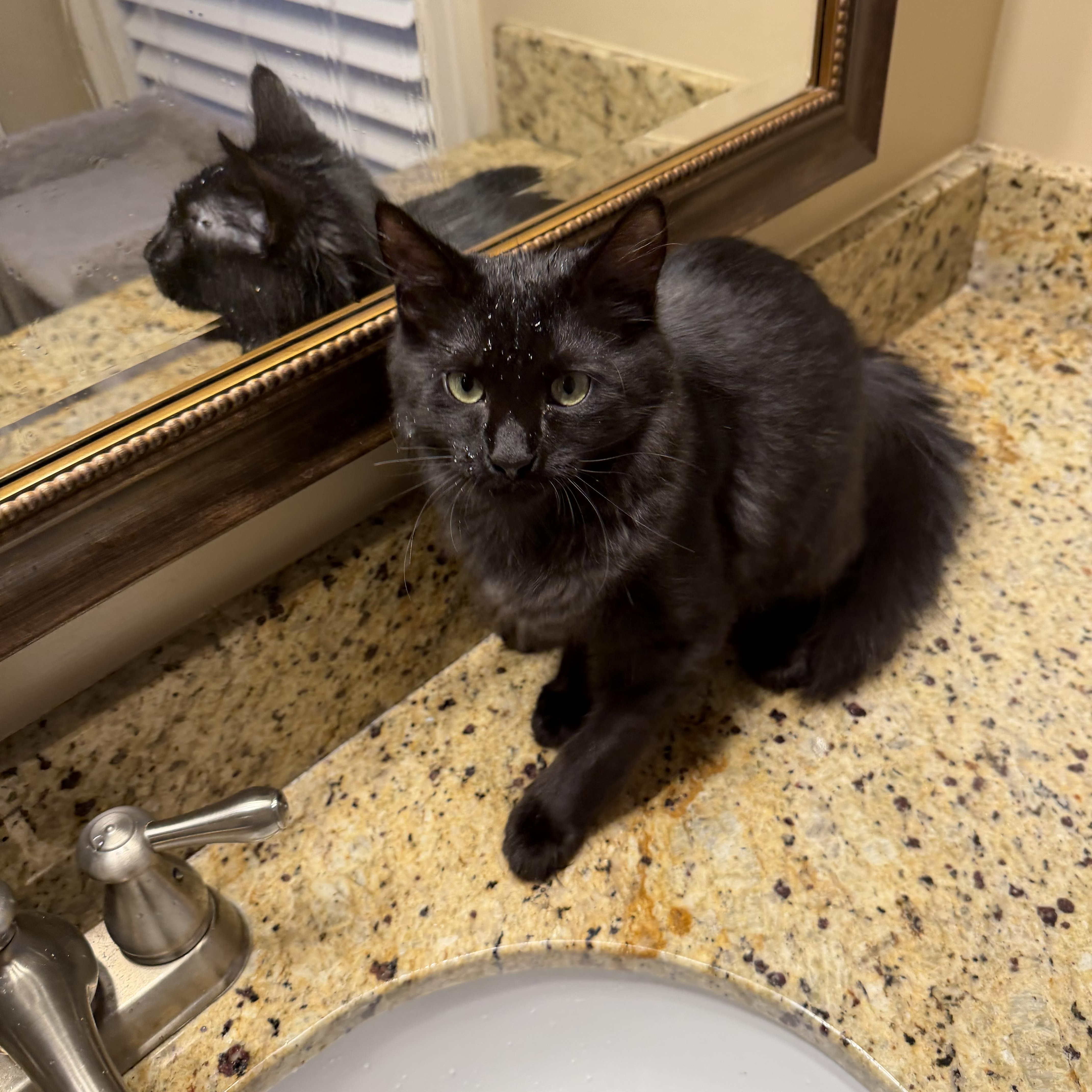 Rosie, a ADOPTABLE Domestic Medium Hair in Duluth, GA image 1/3