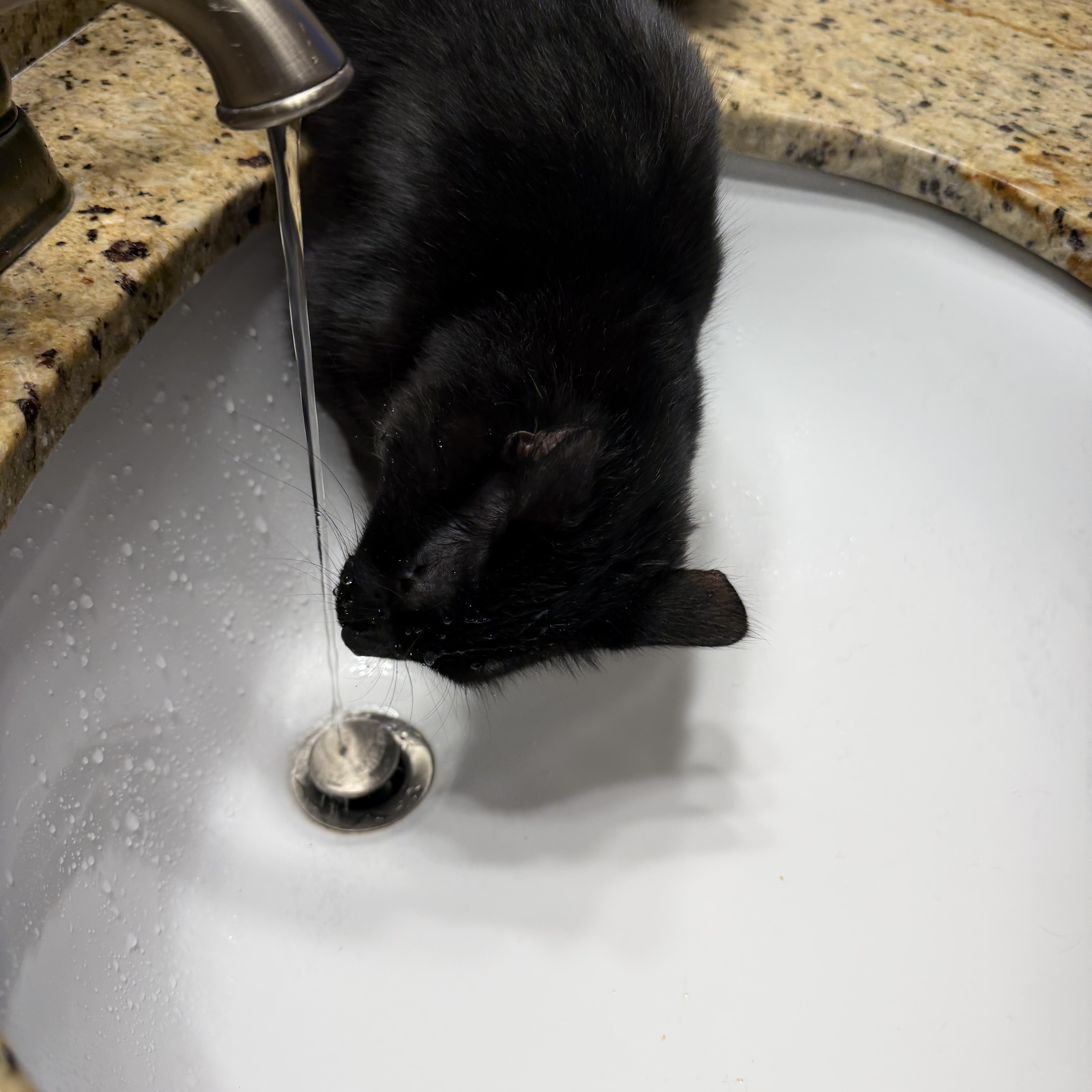 Rosie, a ADOPTABLE Domestic Medium Hair in Duluth, GA image 3/3