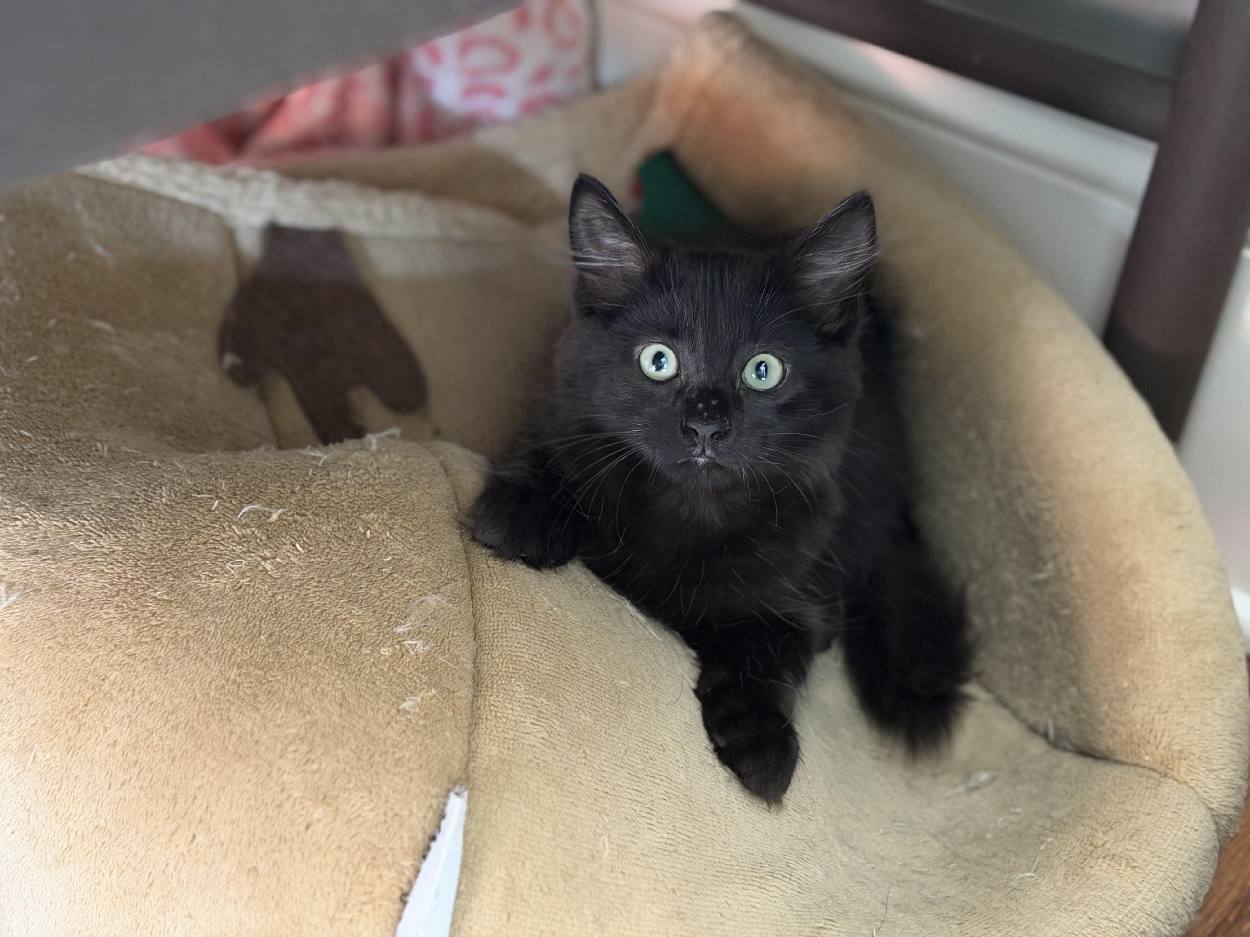 Rosie, ADOPTABLE, Kitten Female Domestic Medium Hair.