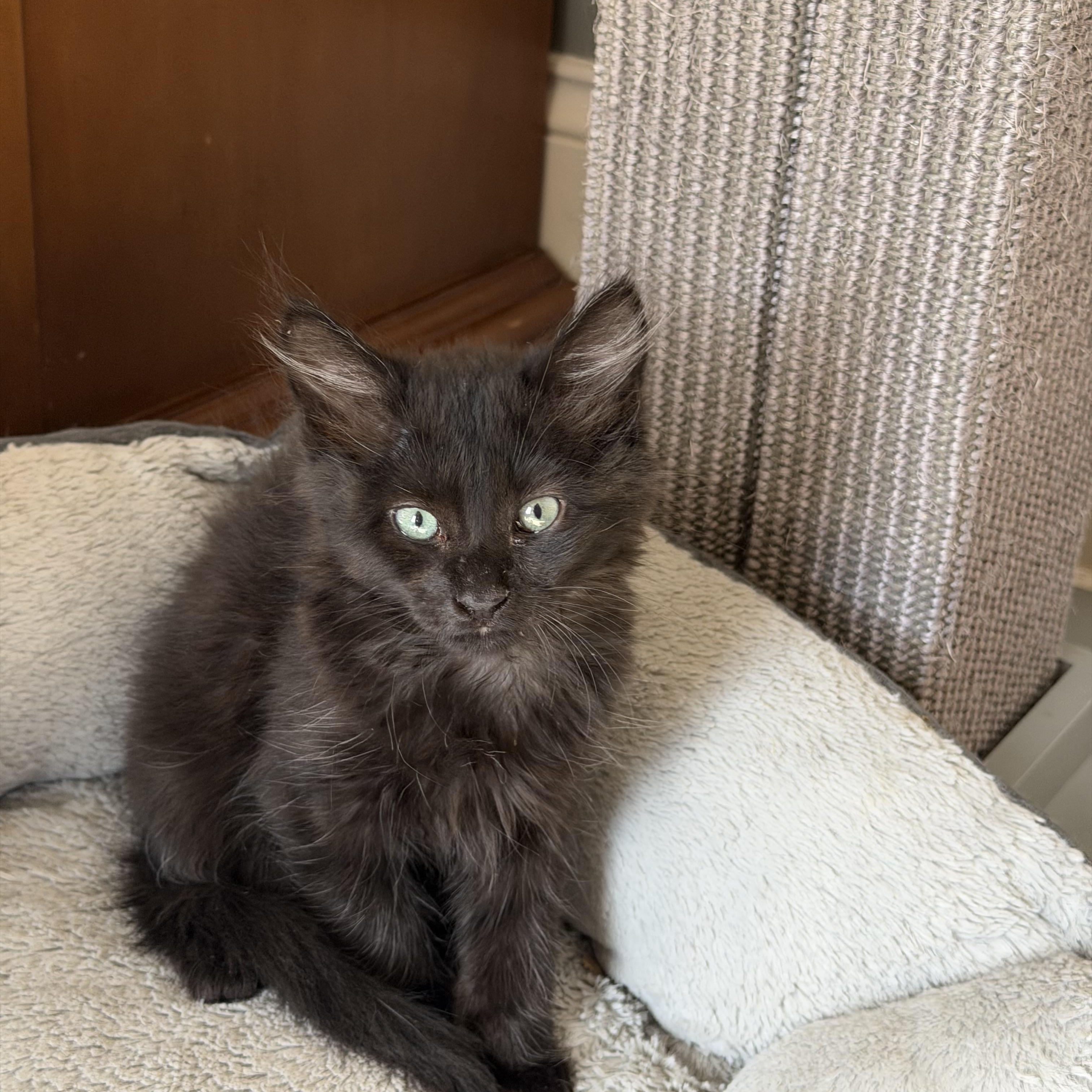 Rosie, a ADOPTABLE Domestic Medium Hair in Duluth, GA image 2/2
