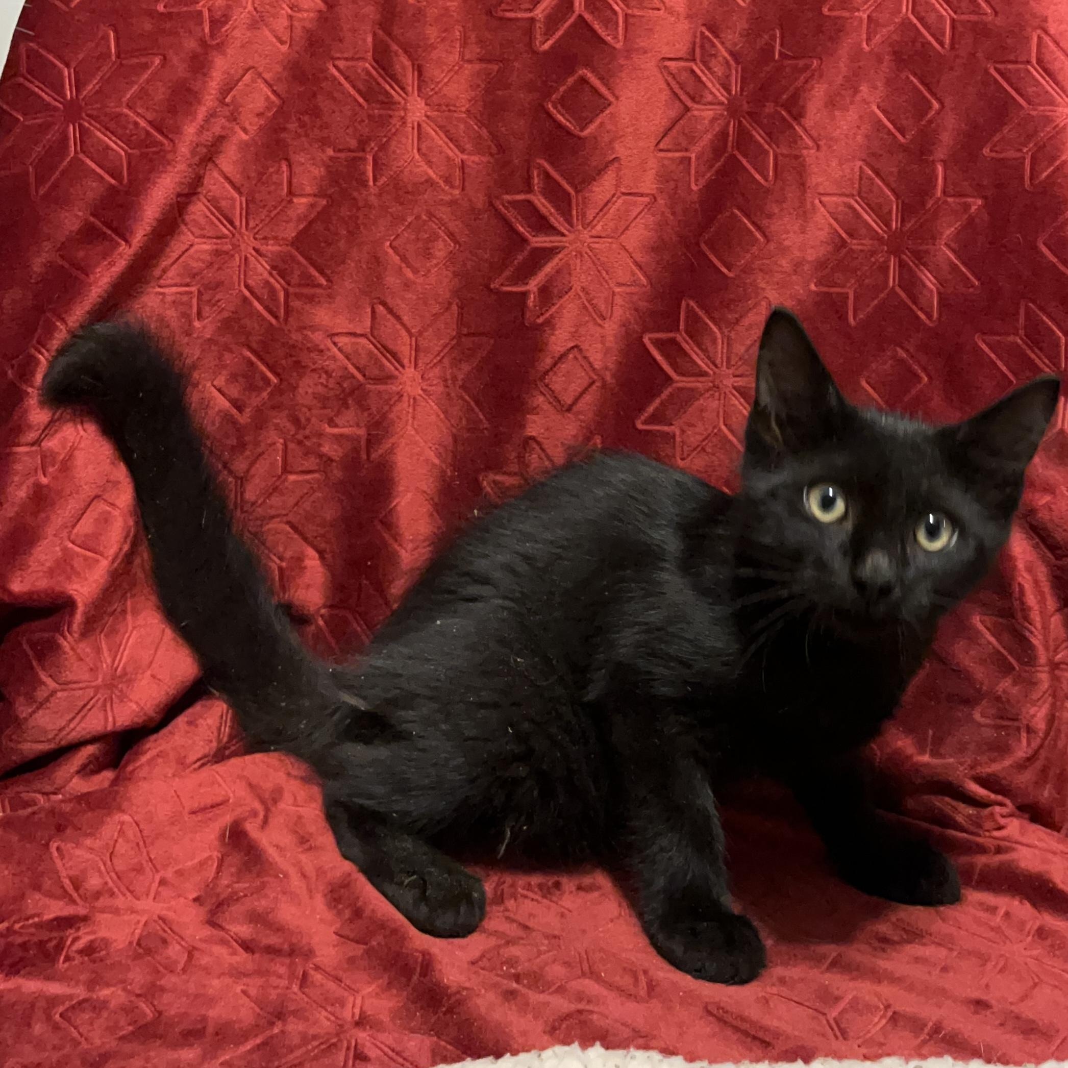 Enlarge Felix, a Adopted Domestic Medium Hair in Columbia, SC image 4/5