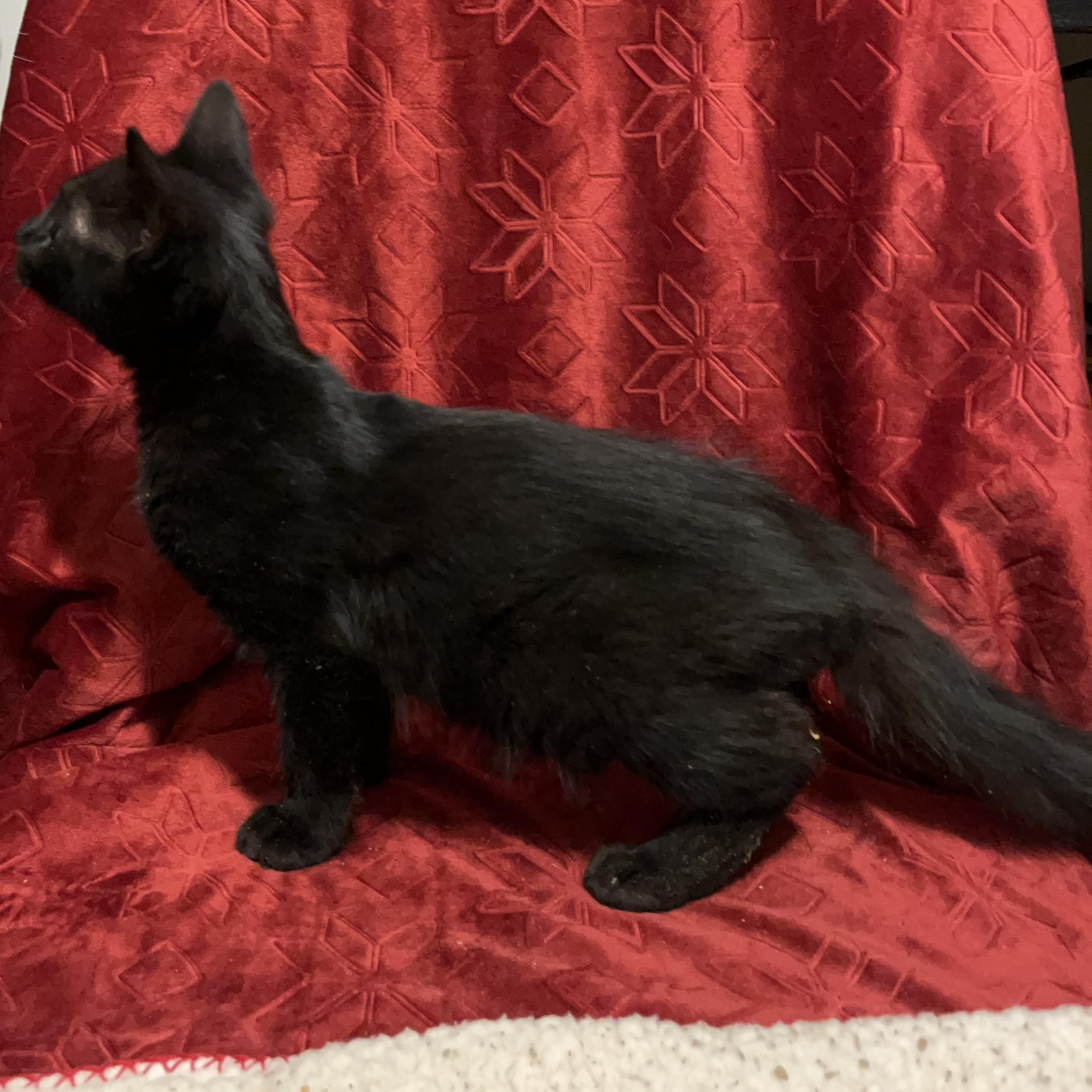 Enlarge Felix, a Adopted Domestic Medium Hair in Columbia, SC image 2/5