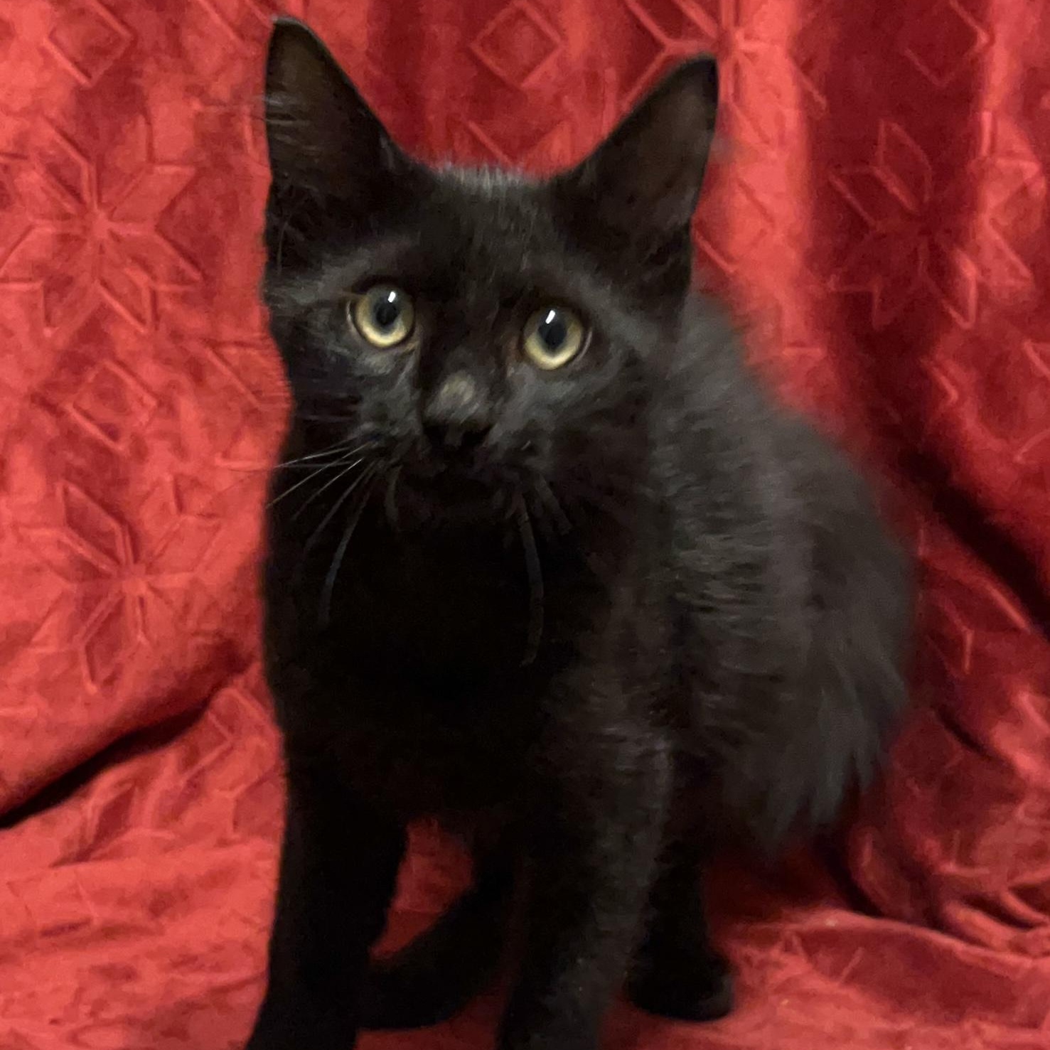 Enlarge Felix, a Adopted Domestic Medium Hair in Columbia, SC image 5/5