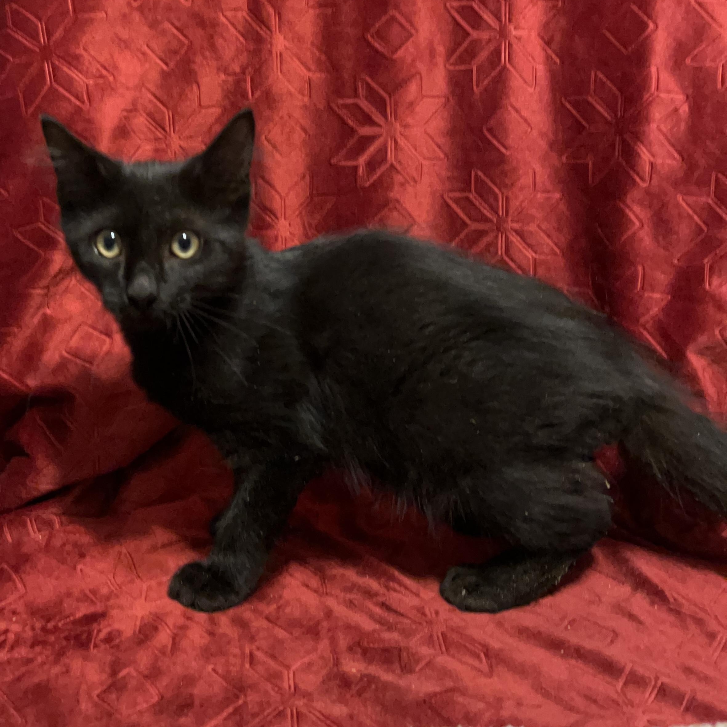 Enlarge Felix, a Adopted Domestic Medium Hair in Columbia, SC image 1/5