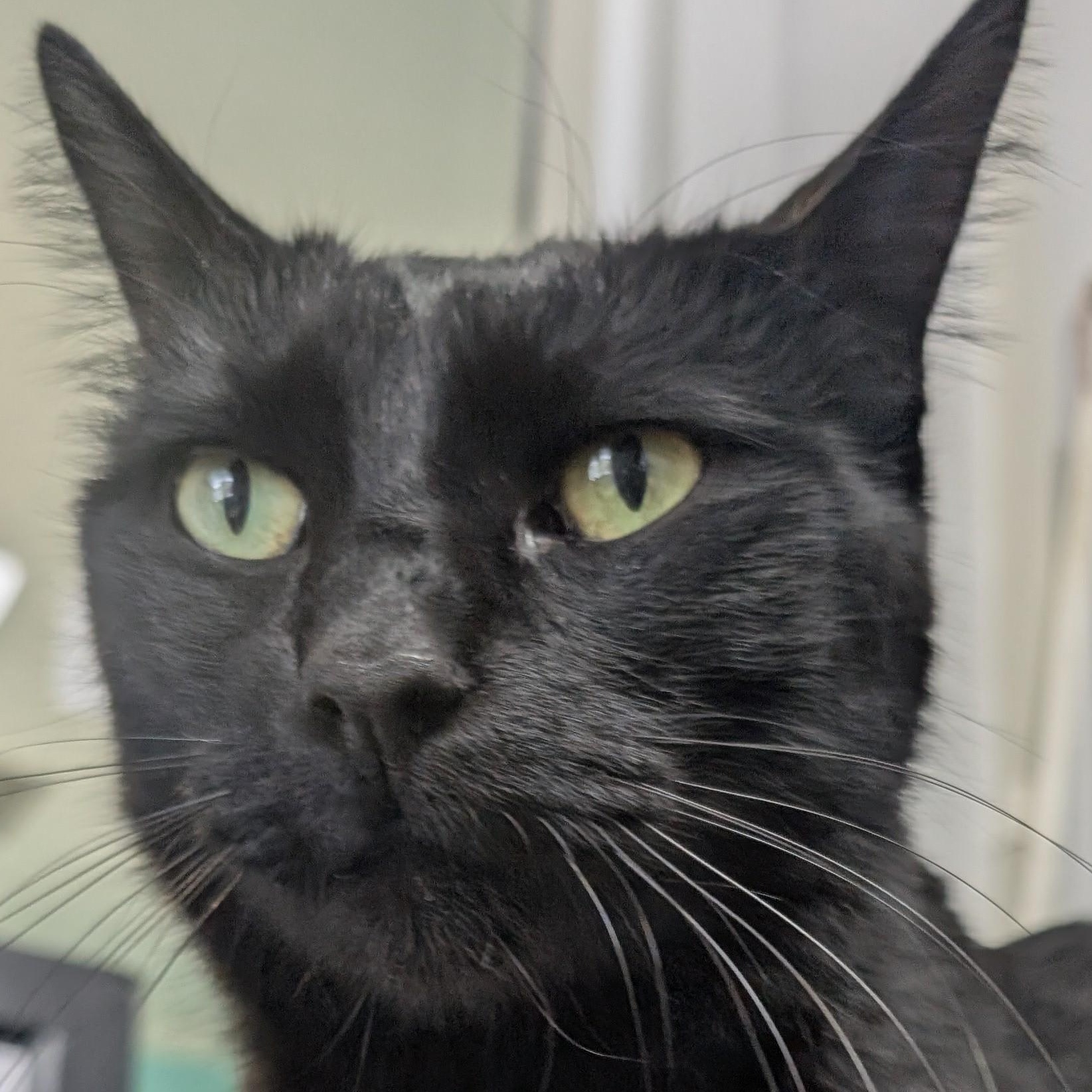 Enlarge Snickers, a Adoptable mixed breed in Bisbee, AZ image 3/3