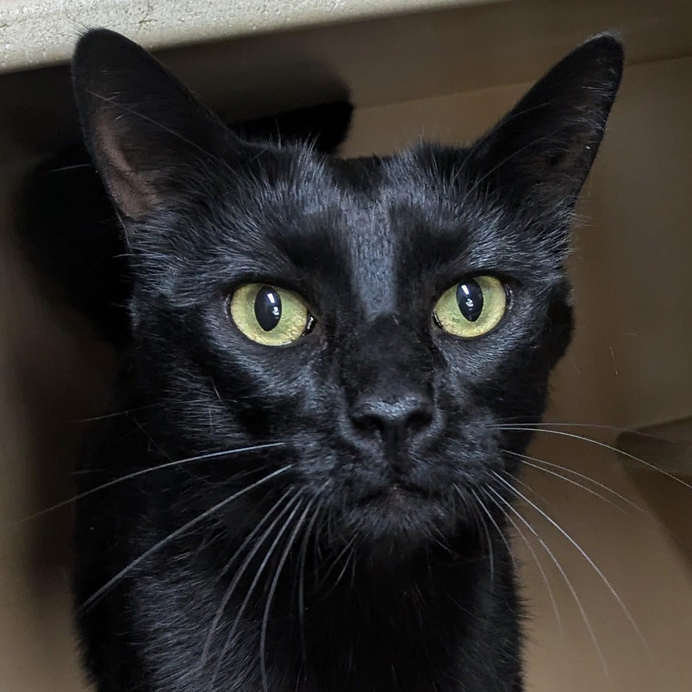 Enlarge Snickers, a Adoptable mixed breed in Bisbee, AZ image 2/3