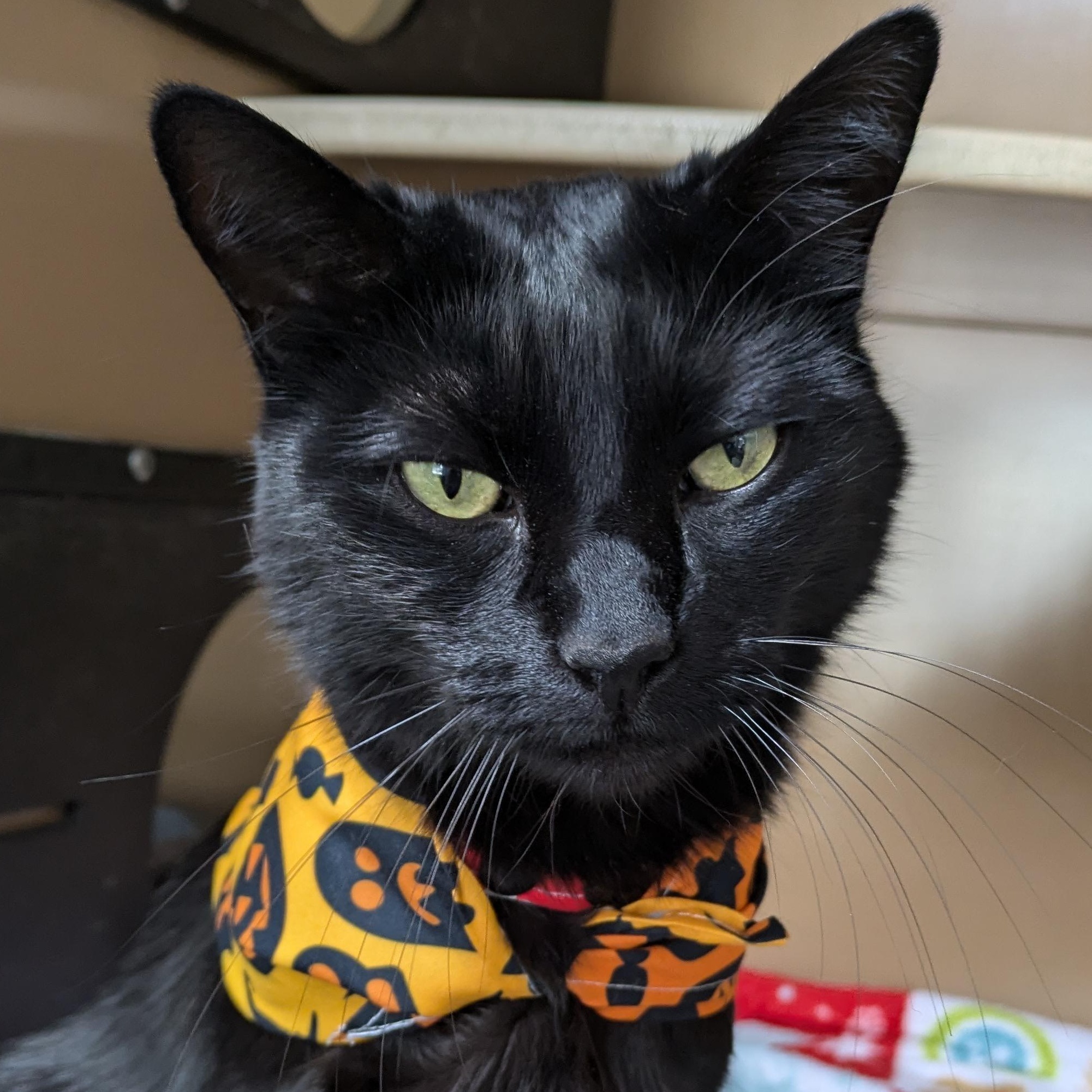 Snickers, Adoptable, Adult Male Domestic Short Hair.