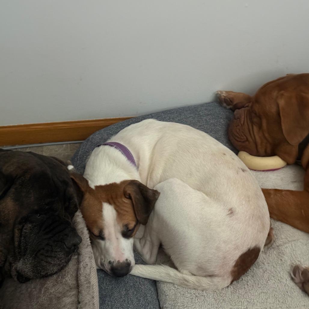 Yang, Adoptable, Young Male Labrador Retriever.