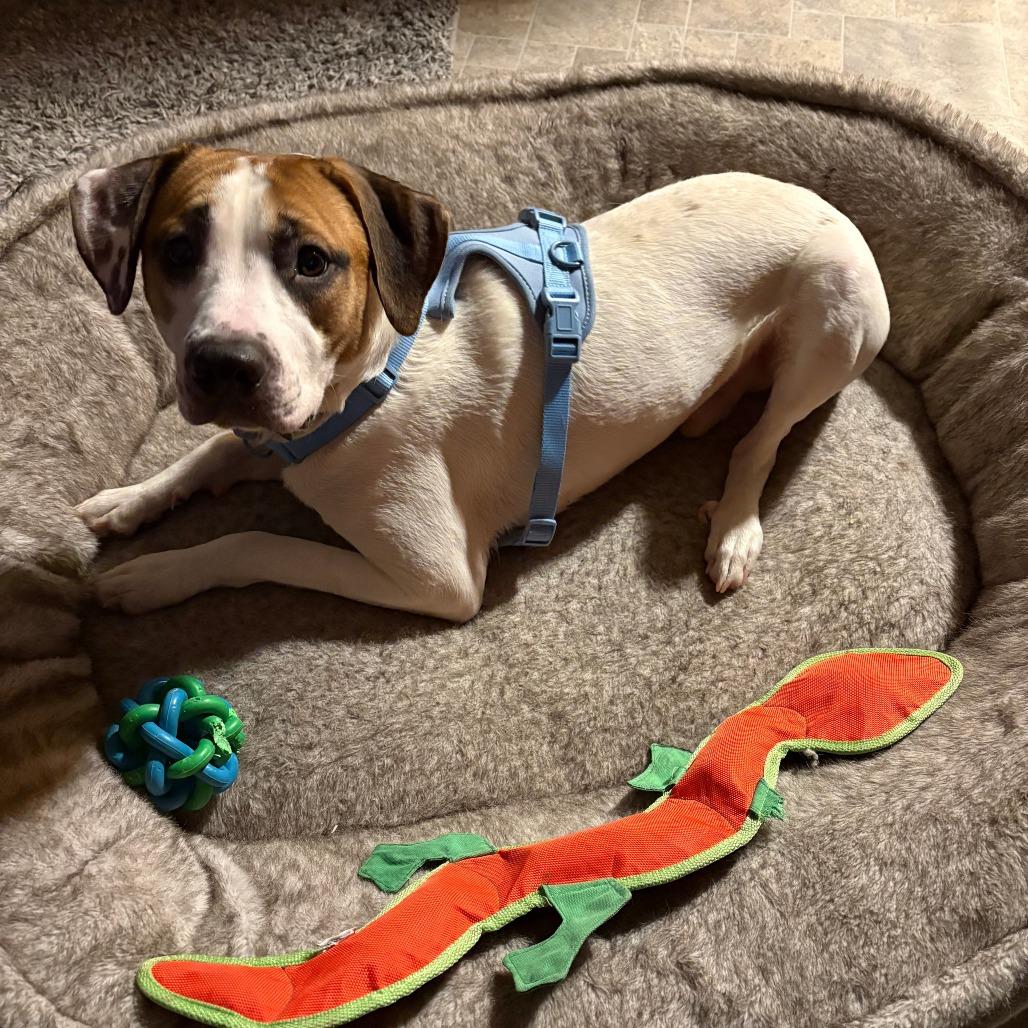 Enlarge Yang, a Adoptable mixed breed in Wadena, MN image 2/6