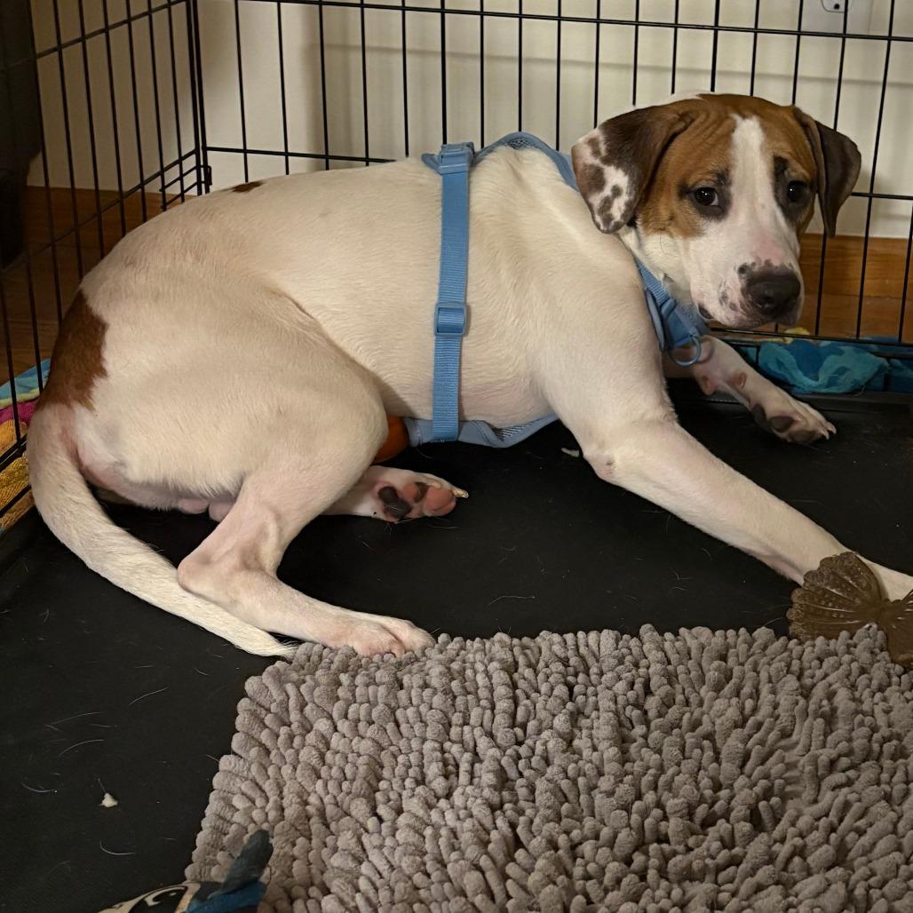 Enlarge Yang, a Adoptable mixed breed in Wadena, MN image 3/6