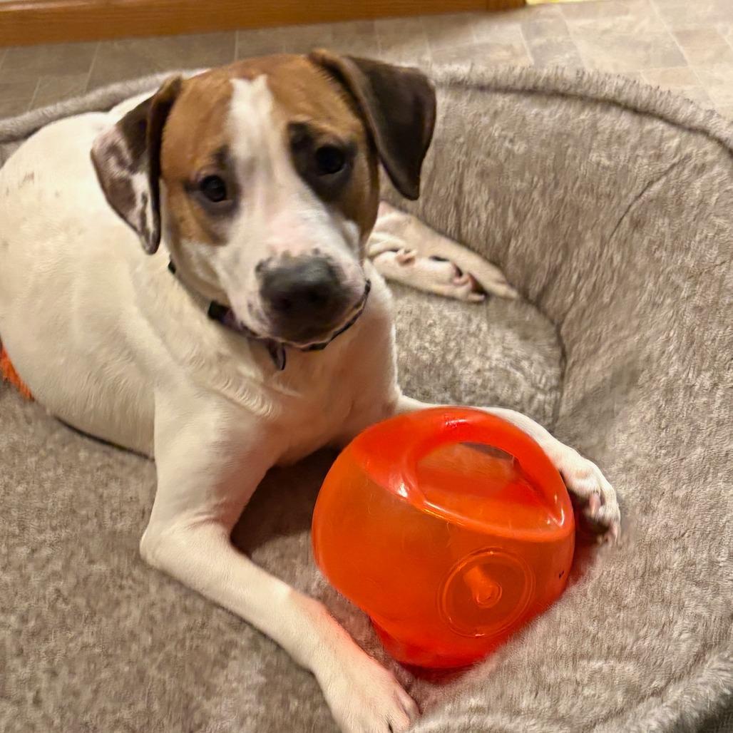 Enlarge Yang, a Adoptable mixed breed in Wadena, MN image 4/6