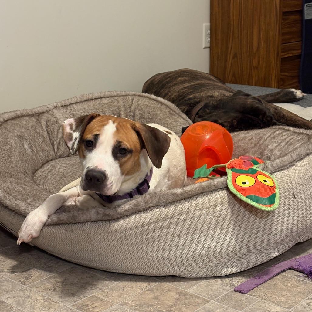 Enlarge Yang, a Adoptable mixed breed in Wadena, MN image 5/6