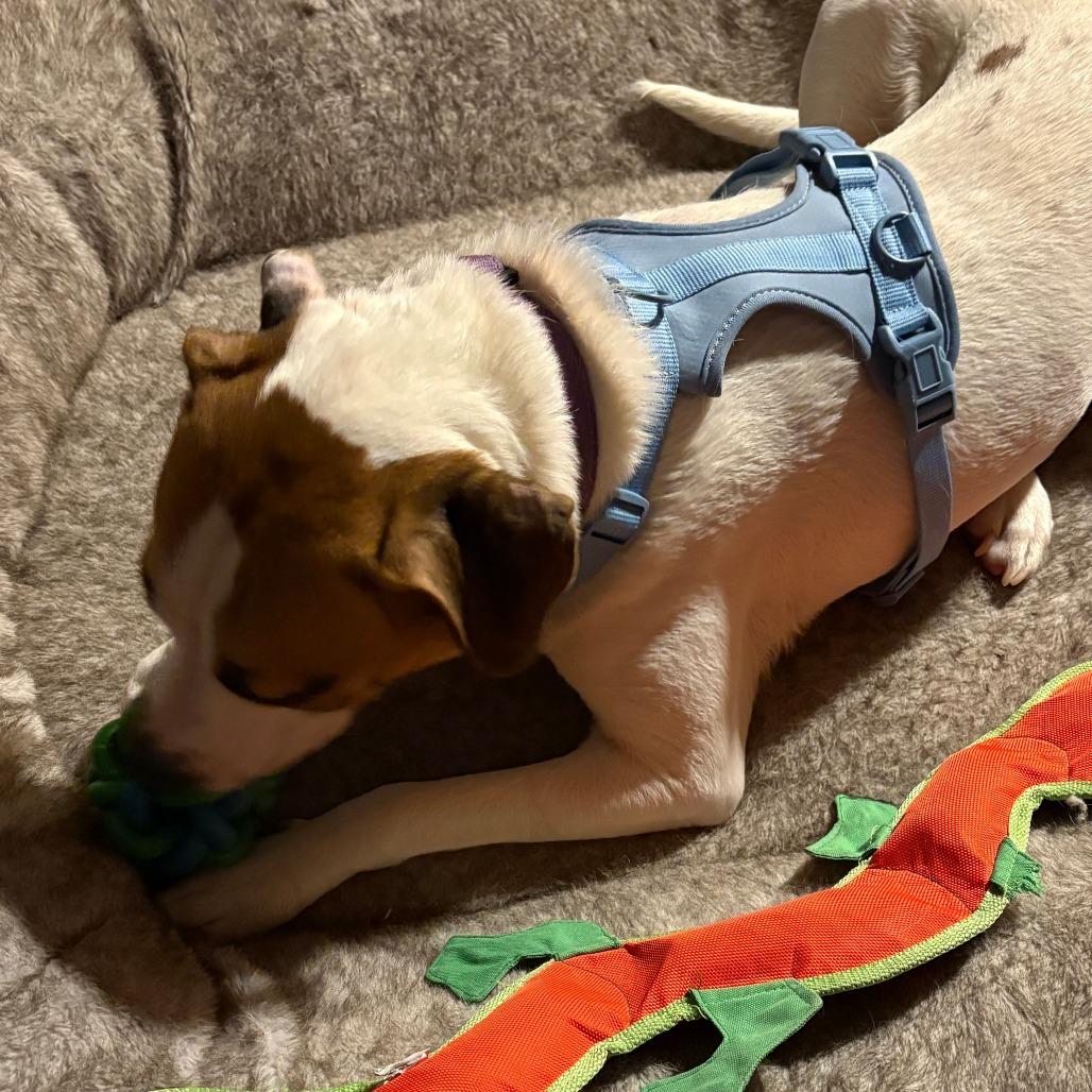 Enlarge Yang, a Adoptable mixed breed in Wadena, MN image 6/6